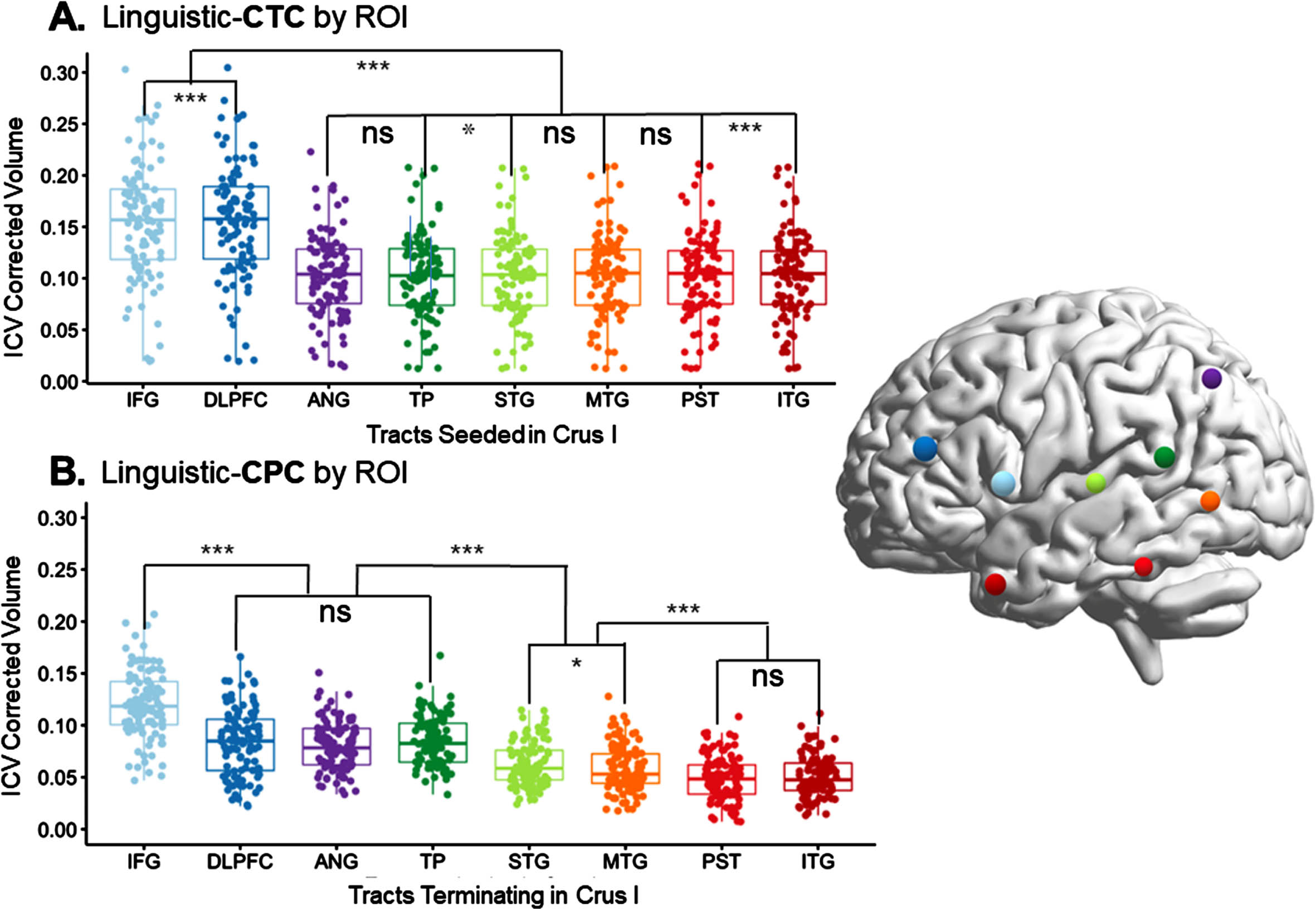 White matter connections right hemisphere cerebellum and left hemisphere cerebral cortex. Reconstruction of white matter pathways connecting regions of interest (ROIs) in the right cerebellum with those in the left cerebral cortex, specifically focusing on the cerebello-thalamo-cortical (CTC) and cortico-ponto-cerebellar (CPC) pathways. The figure presents a comparison of volumes: A. among tracts originating in right Crus I (stimulated in our study) and terminating in various left-lateralized cerebral language targets; and B. among tracts projecting from cerebral language ROIs to Crus I (stimulated in our study). IFG, inferior frontal gyrus; DLPFC, dorsolateral prefrontal cortex; ANG, angular gyrus; PST, posterior superior temporal lobe; STG, superior temporal gyrus; MTG, middle temporal gyrus; ITG, inferior temporal gyrus; TP, temporal pole. Adapted from Figure 3: Language and the cerebellum: structural connectivity to the eloquent brain, by Jobson et al., used under CC BY 4.0 / Source: Neurobiology of Language.67