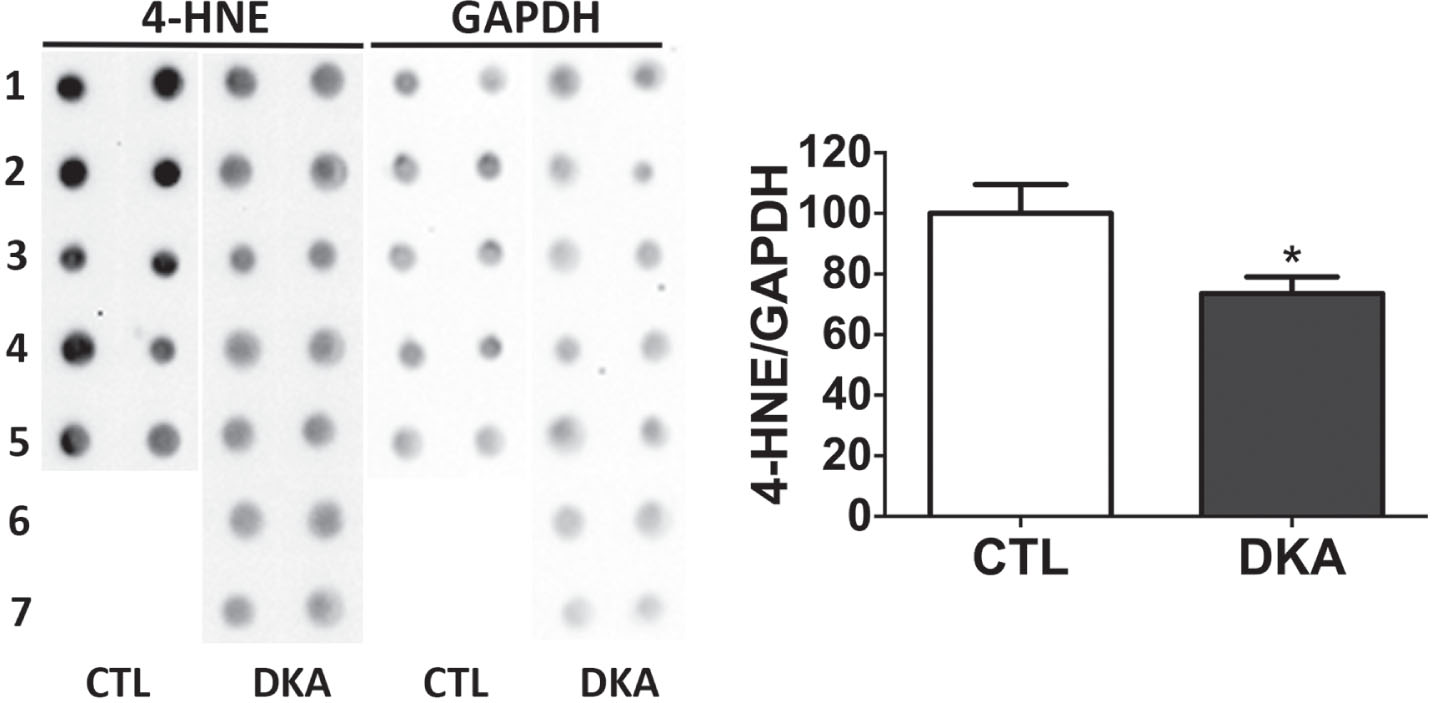 Immuno-dot blots of 4-HNE in cerebral cortical tissue of rats with DKA. Crute extracts of the cerebral cortical homogenates were subjected to immuno-dot blot assays developed with anti-4-HNE against oxidated protein adducts. The blots were then quantified by densitometry, and the relative levels of 4-HNE are shown the graph (mean±SEM, n = 5−7/group).