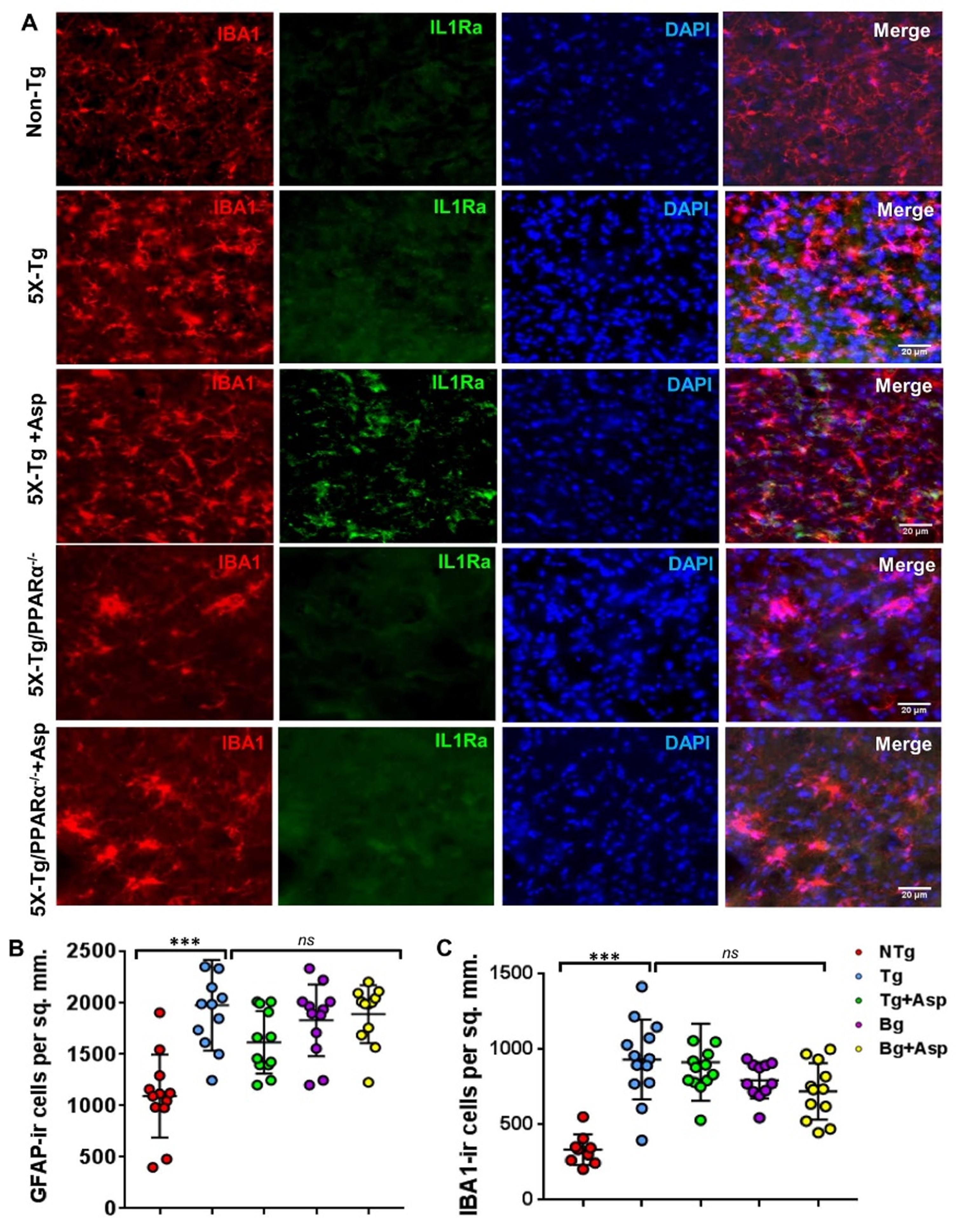 Aspirin upregulates IL-1Ra in vivo in cortical microglia of 5XFAD mice via PPARα. Six-month old 5xFAD and 5xFAD/PPARα–/–mice (n = 5 or 6 per group) were treated with aspirin (2 mg/kg bodyweight/d) orally via gavage for 30 d followed by double-labeling of cortical sections for IL-1Ra and Iba1 (A). GFAP positive cells (B) and Iba1 positive cells (C) were counted in one section (two images per section) of each of five or six mice per group and results were analyzed by one-way ANOVA. ***p≤0.001.