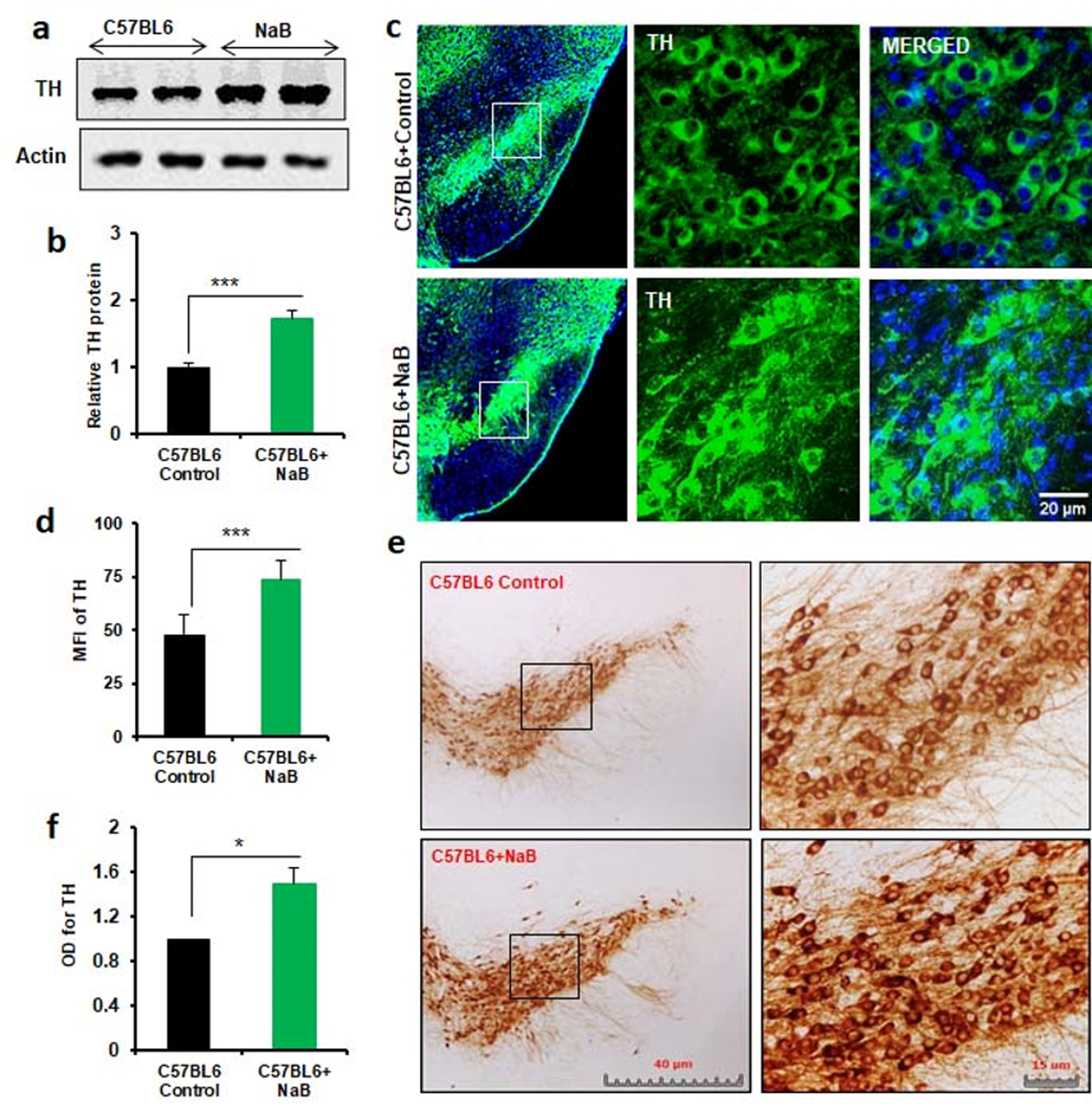Oral treatment with NaB increases the level of TH in vivo in the nigra of normal C57/BL6 mice. Male C57/BL6 mice (n = 5 per group) were treated with NaB (50 mg/kg body wt/d) mixed in 0.5% methylcellulose orally via gavage. Control mice received 0.5% methylcellulose as vehicle. After 30 d of treatment, the level of TH was monitored in the SNpc by Western blot (A). Actin was run as loading control. Bands were scanned and values (TH/actin) presented as relative to control (B). Results are mean±SEM of five mice per group. ***p < 0.001 vs control by two-tailed paired t-tests. The level of TH was monitored in ventral midbrain sections by immunofluorescence (C). MFI of TH (D) was calculated in two nigral sections of each of five mice per group. Results are mean±SEM of five mice per group. ***p < 0.001 vs control by two-tailed paired t-tests. The level of TH was monitored in ventral midbrain sections by DAB immunostaining (E). Optical density of TH (F) was calculated in two nigral sections of each of five mice per group. Results are mean±SEM of five mice per group. *p < 0.05 vs control by two-tailed paired t-tests.