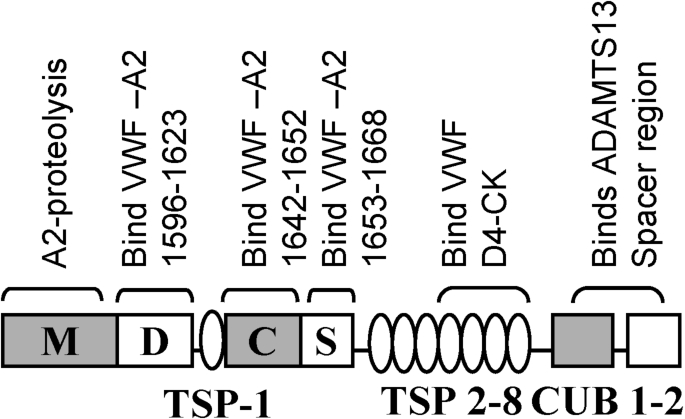 Domain level organization of ADAMTS-13 showing potential binding interactions with VWF. ADAMTS-13, like VWF, contains multiple subunits including a divalent-ion dependent metalloprotease domain (M) followed by a disintegrin-like (D), thrombospodin-1 repeat (TSP-1), cysteine-rich (C), spacer (S), seven more TSPs and two CUB domains. The protease has several VWF-binding exosites that bind both VWF-A2 and the D4-CK segment of VWF as indicated.