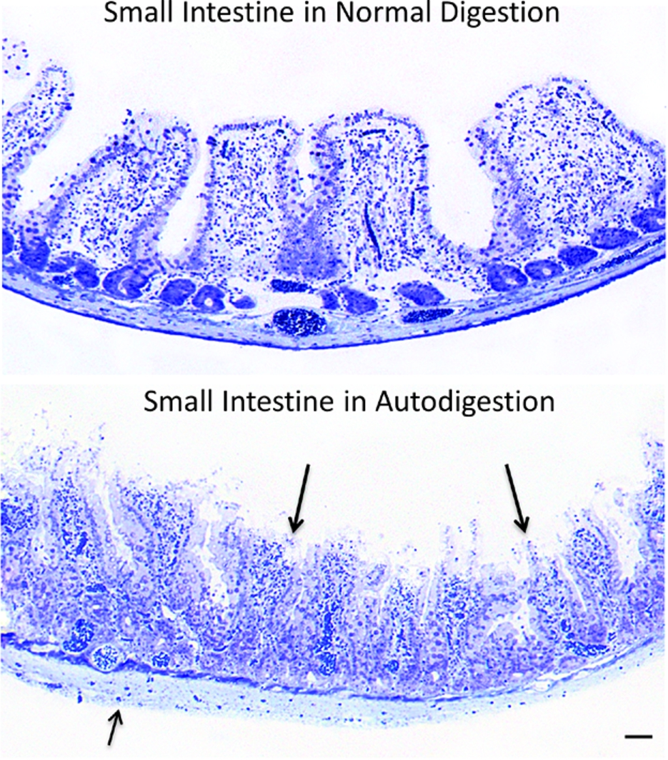 Example of small intestine histological section before (top image) and after hemorrhagic shock (with 35 mmHg mean arterial pressure for 2 hours) (bottom). Note the extensive damage to the tip of the intestinal villi (arrows), a feature that is due to entry of digestive enzymes into the wall of the intestine and causes extensive autodigestion of intestinal tissue, actual loss of epithelium and connective tissue in the villi and swelling of the muscularis layer (small arrow). The autodigestion of tissue is minimized if digestive enzymes in the lumen of the small intestine are inhibited. The autodigestion of intestinal tissue is present in many forms of shock in addition to hemorrhagic shock [51]. Length of bars is 100 μm.
