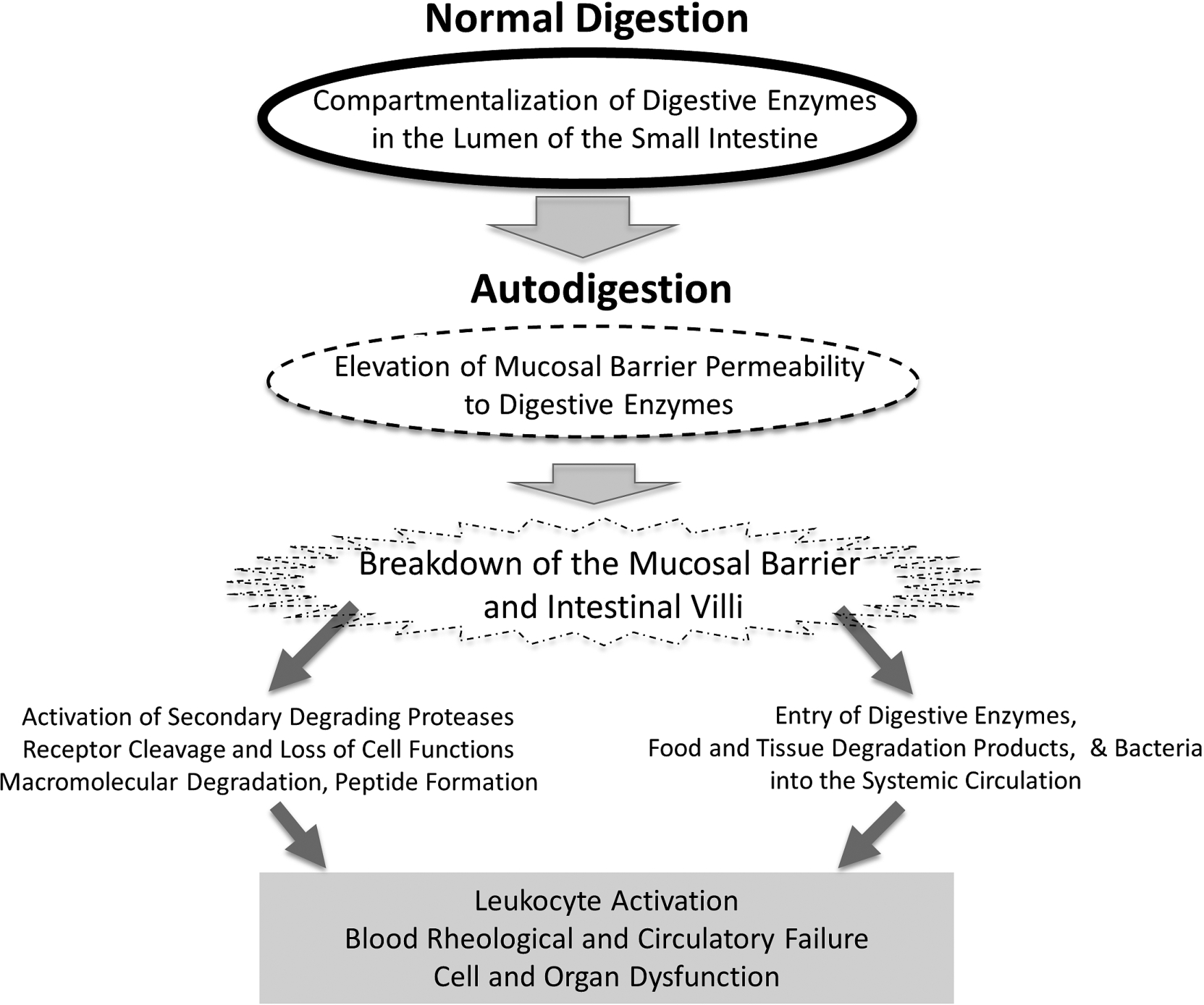 Schematic diagram of key events during the transition from normal digestion into autodigestion and its extensive consequences in the central circulation, including leukocyte activation, blood rheological changes to the point of full organ failure.