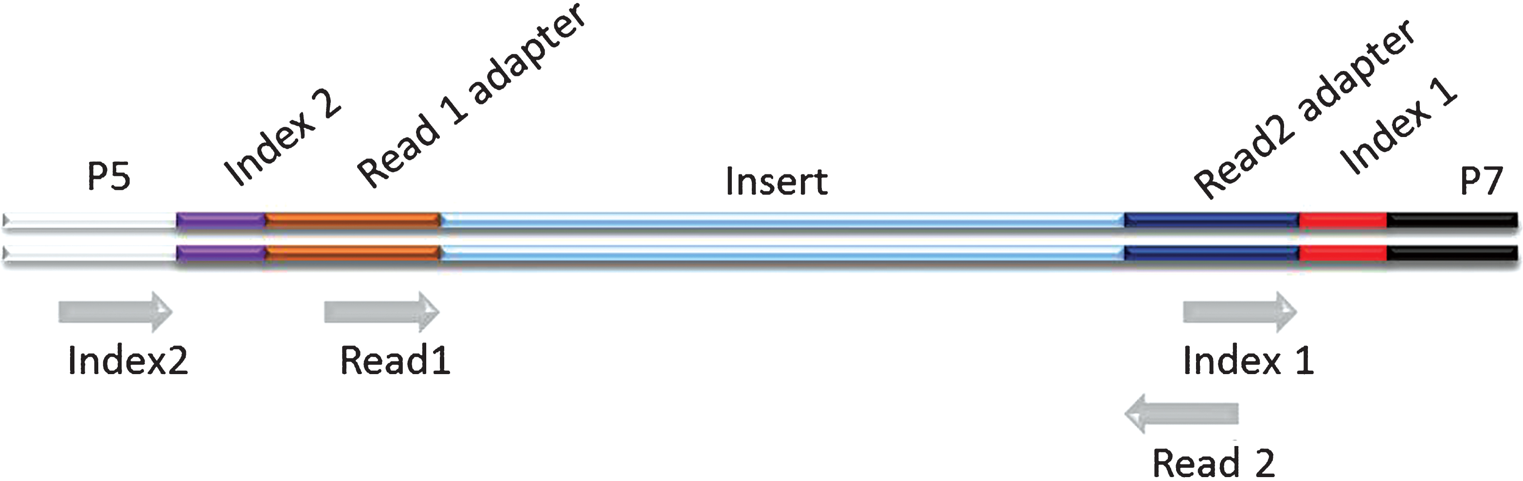
          Schematic representation of a dual indexed Illumina library. The different components of the adapters are shown flanking an insert sequence. Grey arrows indicate priming sites for the generation of the different sequence reads on Illumina platforms. The order by which the reads are generated is: Read 1, Index 1, Index 2, Read 2. (Colours are visible in the online version of the article;
          http://dx.doi.org/10.3233/BLC-150007).
        