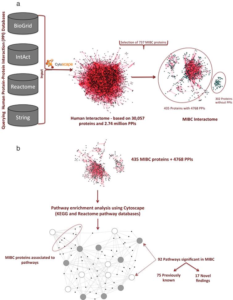 a. Generating the muscle invasive bladder cancer interactome. b. Pathway enrichment using the 435 MIBC specific proteins. Each circle represents a pathway and dots denote proteins. Filled circles represents down-regulation of the pathway in the context of MIBC, while open circles denotes up-regulation. Pathways are connected through common proteins.