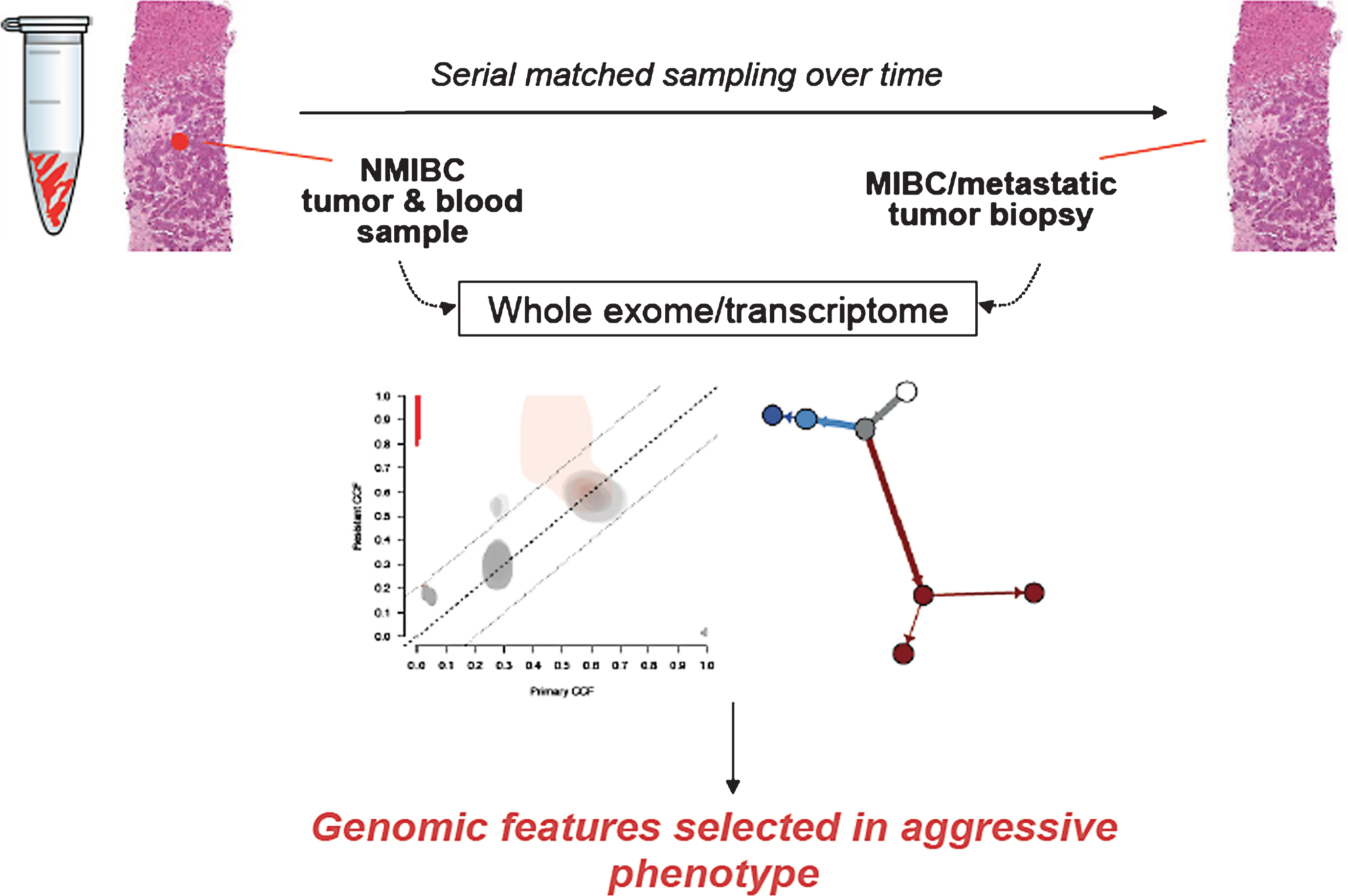 Schematic for longitudinal tumor sampling of NMIBC to MIBC progression. This approach may inform genomic features of high risk disease and identify new therapeutic targets.