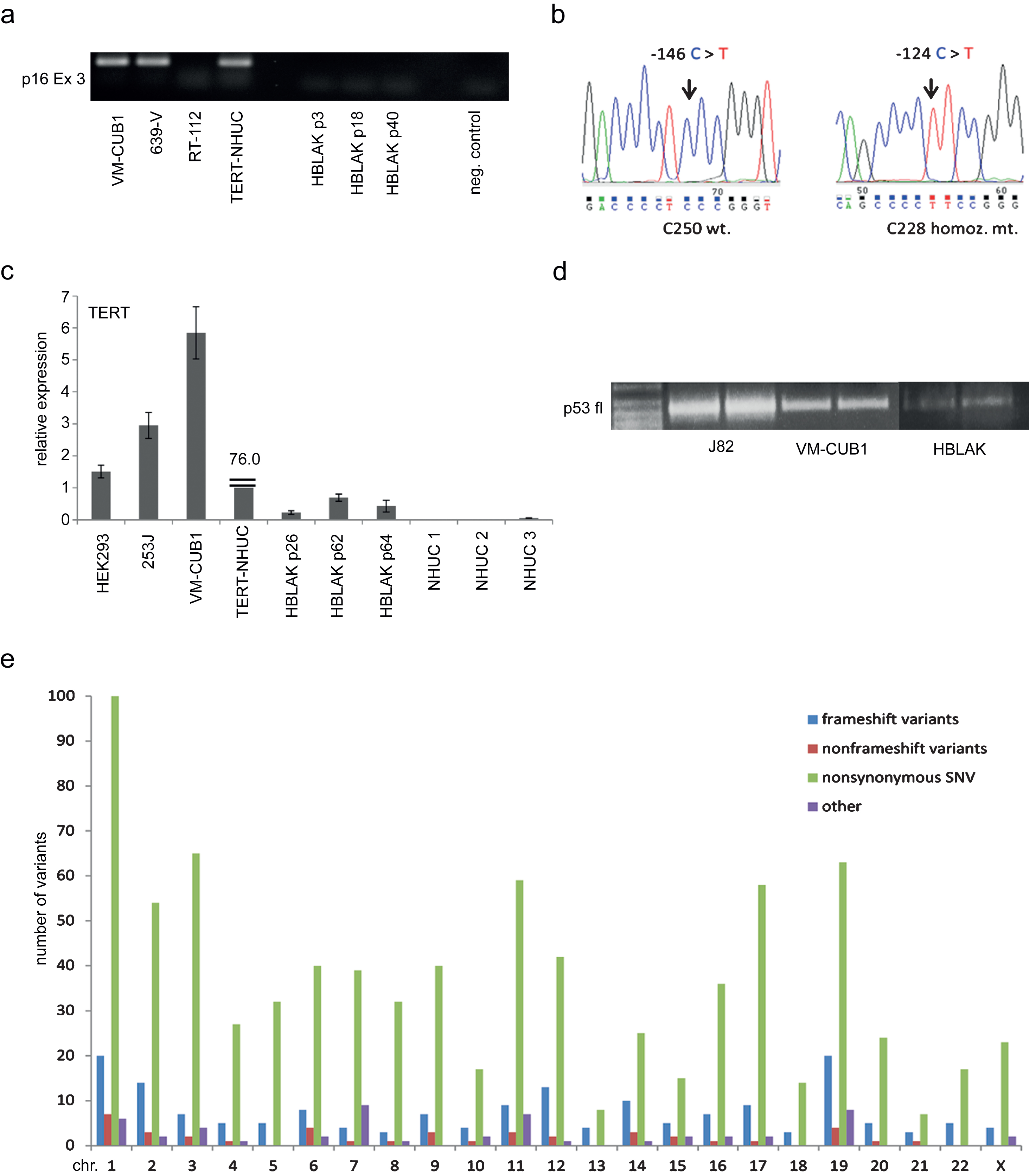 Characterization of genetic changes in HBLAK cells. (a) Deletion of CDKN2A/p16INK4 exon 3 confirmed by PCR amplification of genomic DNA of various HBLAK passages. Urothelial carcinoma cell lines retaining expression of p16INK4 (VM-CUB1, 639-V) and experimentally immortalized normal NHUC cells (TERT-NHUC) served as positive controls. The UC cell line RT-112 with a homozygous deletion of CDKN2A served as a negative control. (b) Sanger sequencing revealed the most common TERT promoter mutation (C228T) in HBLAK, whereas C250 was retained. (c) TERT mRNA expression was determined by real time qRT-PCR in different passages of HBLAK cells compared to non-immortalized NHUC cells of different patients, TERT-NHUC and further cell lines with wildtype (HEK293, 253J) and mutant (VM-CUB1) TERT promoter. TBP was used as a reference gene. Note that TERT expression in TERT-NHUC is much higher than that of all other cell lines (76.0). (d) The full-length transcript of p53 was detectable in HBLAK by RT-PCR, but weakly expressed compared to urothelial carcinoma cell lines J82 and VM-CUB1. The amplification product was used for subsequent Sanger sequencing of the amplicon revealing that HBLAK cells contain wildtype p53. Left lane: size markers. (e) Overview of variant frequency by chromosome in HBLAK cells compared to the hg19 reference genome per chromosome as detected by exome sequencing. For each chromosome, frameshift (blue), nonframeshift (red), and nonsynonymous (green) variants are indicated. Other types are detailed in Table 4 and all variants are listed individually in supplementary file, sheet 2.
