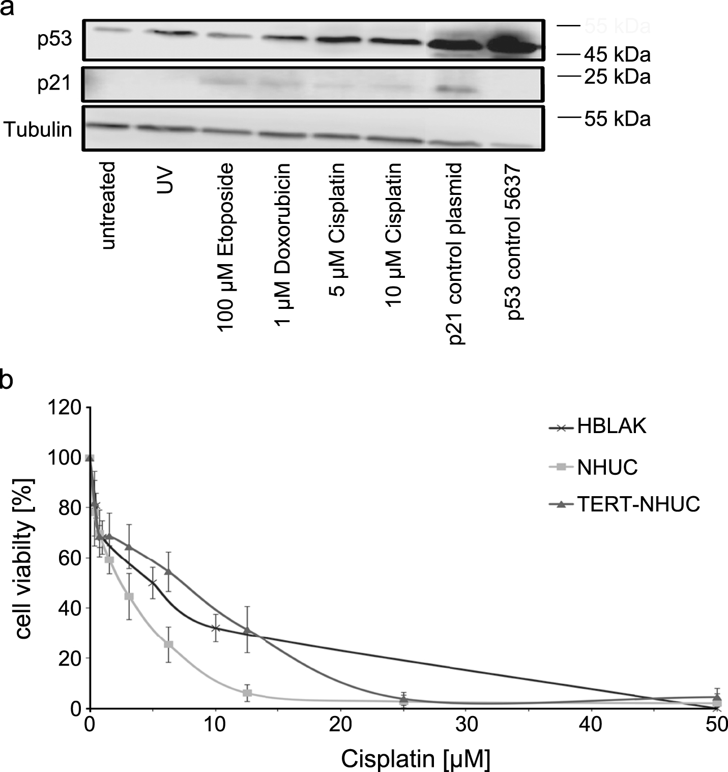 Sensitivity of HBLAK cells towards cytotoxic treatment. (a) Molecular response to cellular stress induced by UV radiation (40 J/m2) or the indicated concentrations of Cisplatin, Etoposide and Doxorubicin (all 24 h) by western blot analysis of p53 and p21. α-Tubulin was detected as a loading control. The UC cell line 5637 and cells transfected with a p21 plasmid served as positive controls for p53 and p21, respectively. (b) Sensitivity of HBLAK towards treatment with Cisplatin for 72 h determined by MTT assay. Mean results from triplicate assays are shown. IC50 concentrations ranged around 5 μM. For comparison TERT-NHUC cells and three different passages of a primary NHUC cultured were treated accordingly.