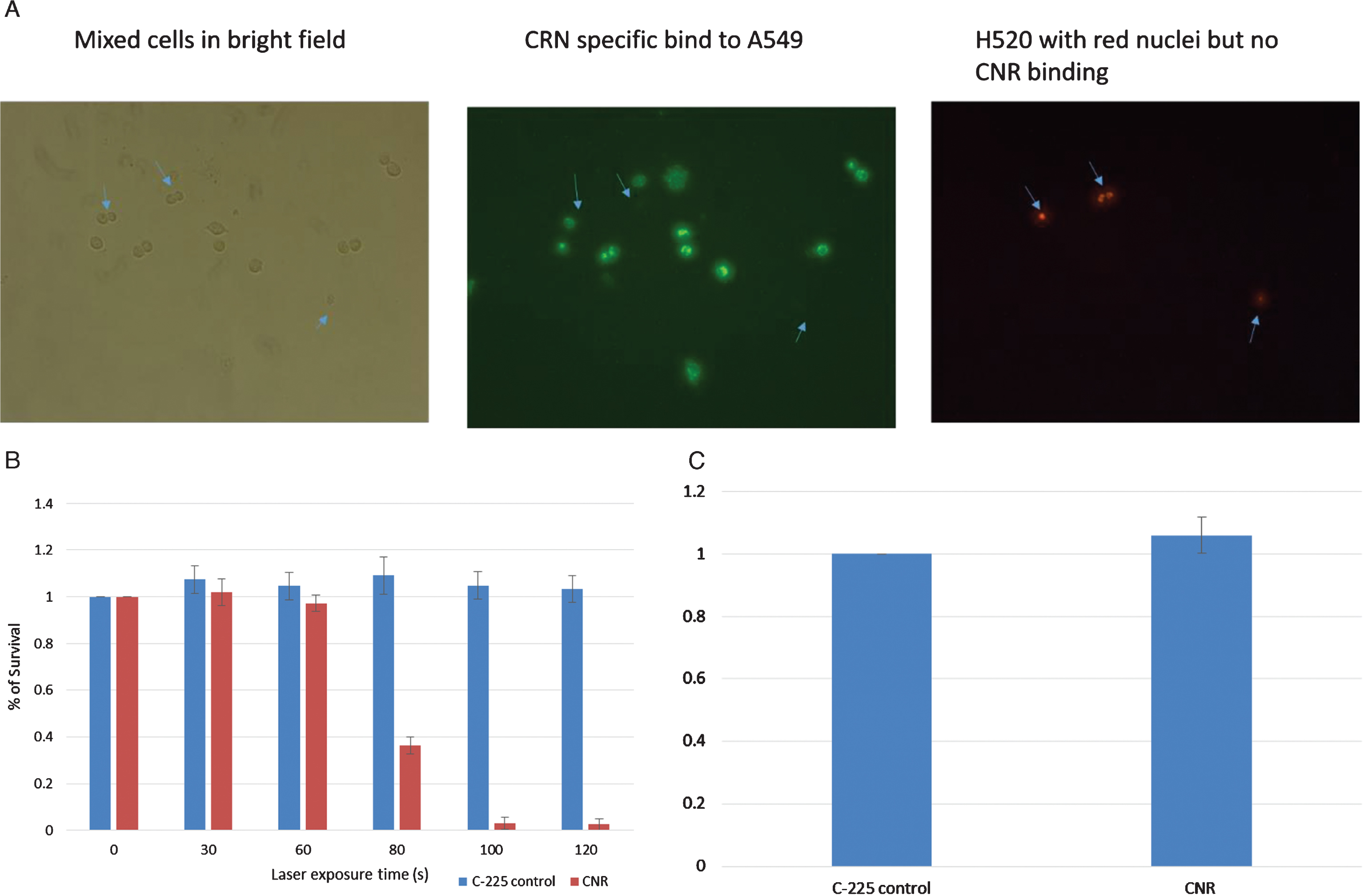 In vitro testing. EGFR-negative H520 (NucLight red) were mixed with EGFR-positive A549 cells (Fig. 1A). The left panel shows bright field images of all cells, the middle panel shows green fluorescence of the CNR binding the EGFR-positive A549 cells (Donkey anti human Dylight labelled secondary antibody) and the Right panel shows the Red fluorescing H520 cells (location indicated by the blue arrows in each panel). MB49 bladder cancer cells were treated with CNR and laser at increasing exposure duration with cell survival assessed by MTT assay. Standard deviation is shown (Fig. 1B). MB49 cells were incubated with the guiding C-225 antibody and the CNR construct to assess any inherit toxicity from the CNR in the absence of laser. An MTT assay was performed after 5 days (Fig. 1C).