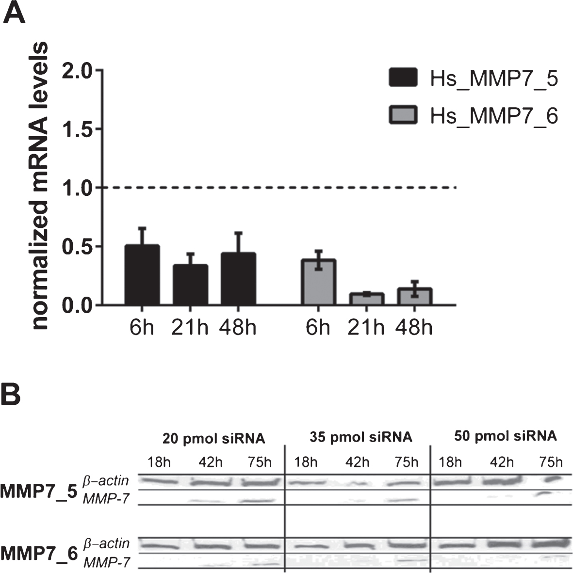 (A) MMP7 gene silencing using small interfering RNAs (siRNAs) in HT1197 cells. Knockdown efficiencies of two distinct siRNAs (MMP7_5, MMP7_6) were determined at indicated post-transfection time points using qRT-PCR. The knockdown efficiency was normalized to cells transfected with scrambled siRNA (siCo = 1, dashed line). (B) Western blot analysis of cells treated with different amounts of siRNAs (20, 35, 50 pmol) were performed 18 h, 42 h and 75 h post-transfection.