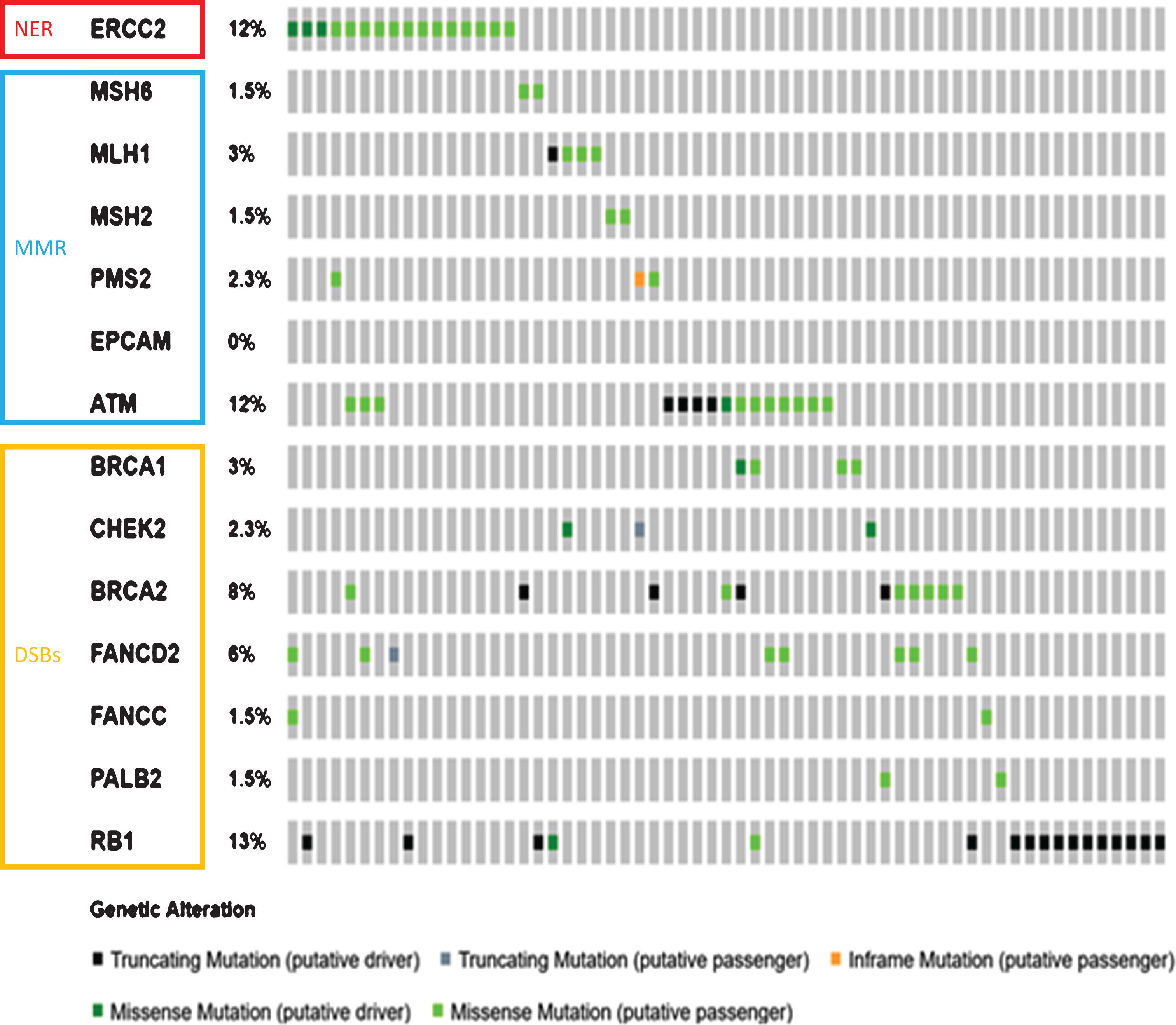 A Mutations in DDR genes occurring the TCGA BLCA data set (n = 130). Note that only cases with variants present are depicted. Figures were generated using Cbioportal [62, 63].