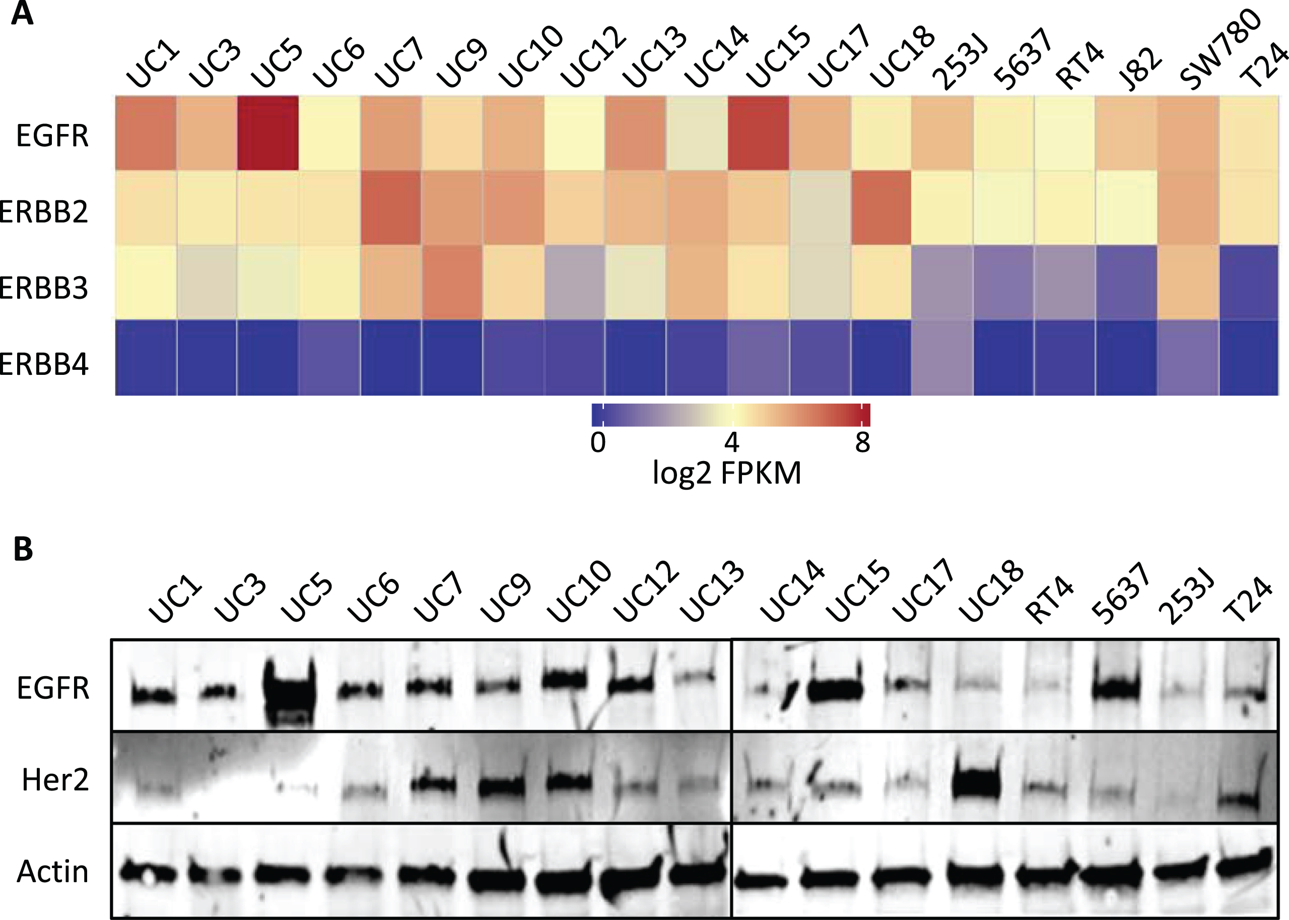 Endogenous RNA and protein expression of ErbB family members. (A) Heat map of the expression of ERBB genes [in log2(FPKM)] in bladder cancer cell lines from RNA-Seq analysis. ErbB family members are listed in the rows (EGFR, ERBB2, ERBB3, ERBB4) and cell lines are listed along the columns. (B) Western blot of whole cell lysates from human bladder cancer cell lines, whose names are listed above each lane, which were probed with EGFR and HER2 antibodies. Actin was used as a loading control.
