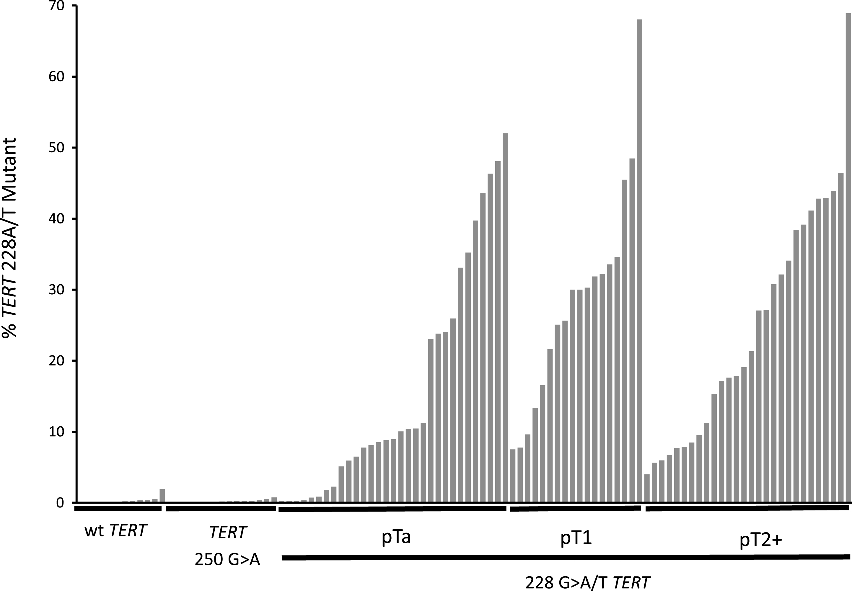 TERT 228 G>A/T mutant allele frequencies in the cfDNA of 104 UBC patients. The mutant allele frequency for each patient in the study is represented by a single bar. Patients are sorted within each group by mutant allele frequency. The groups are: UBCs with wt TERT promotor, UBCs with TERT 250 G>A mutant promotor and UBCs with TERT G > 228A/T separated into pTa, pT1 and pT2 + disease.