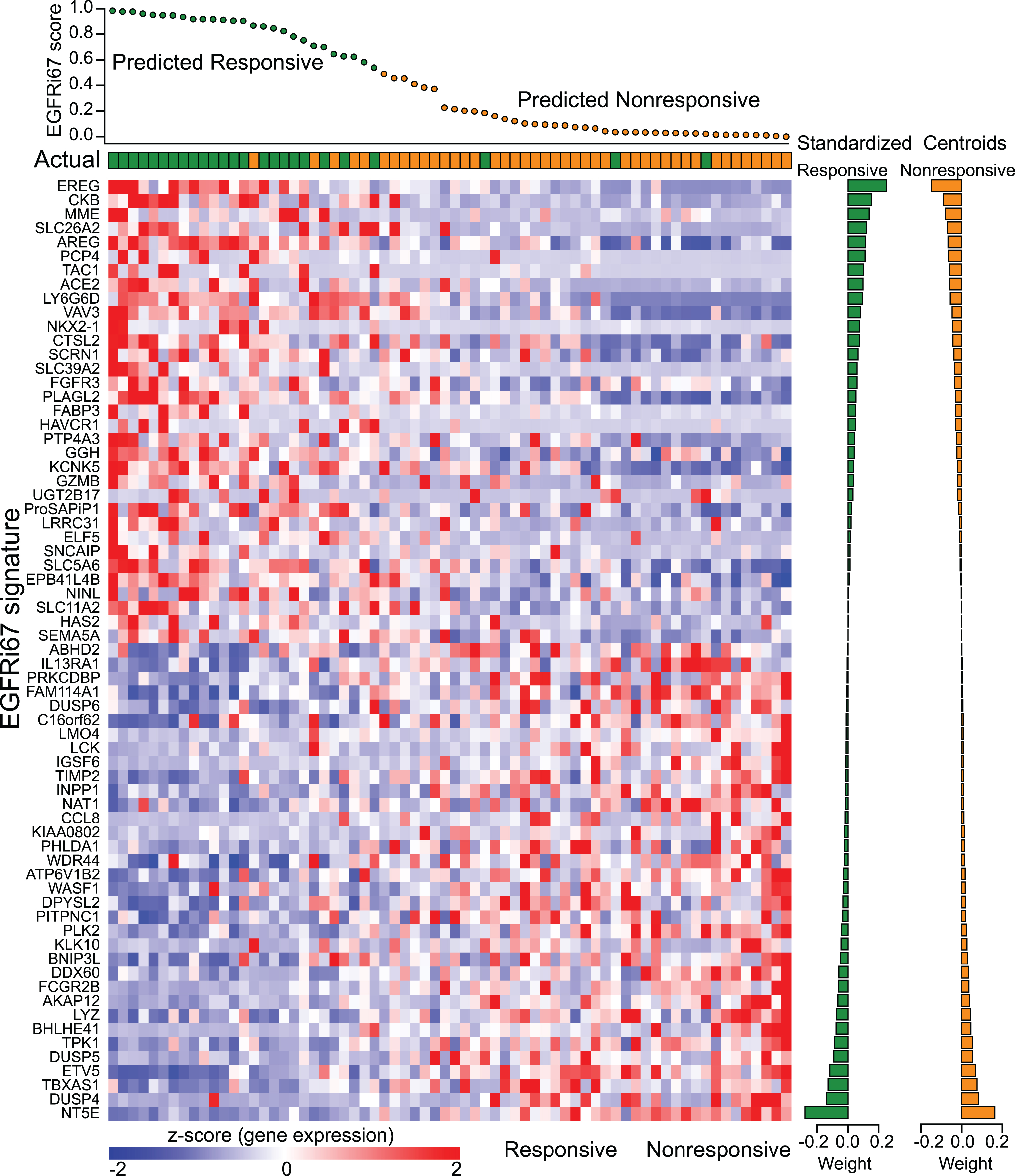 Stratification of colorectal cancer using the EGFRi67 gene signature. The EGFRi67 signature classified 68 colorectal tumors by their response to cetuximab [32]. Predicted and actual responses are shown at the top. The gene expression data, shown at the bottom, was Z-score transformed. The gene weights (shrunken class centroids) are shown at the right.