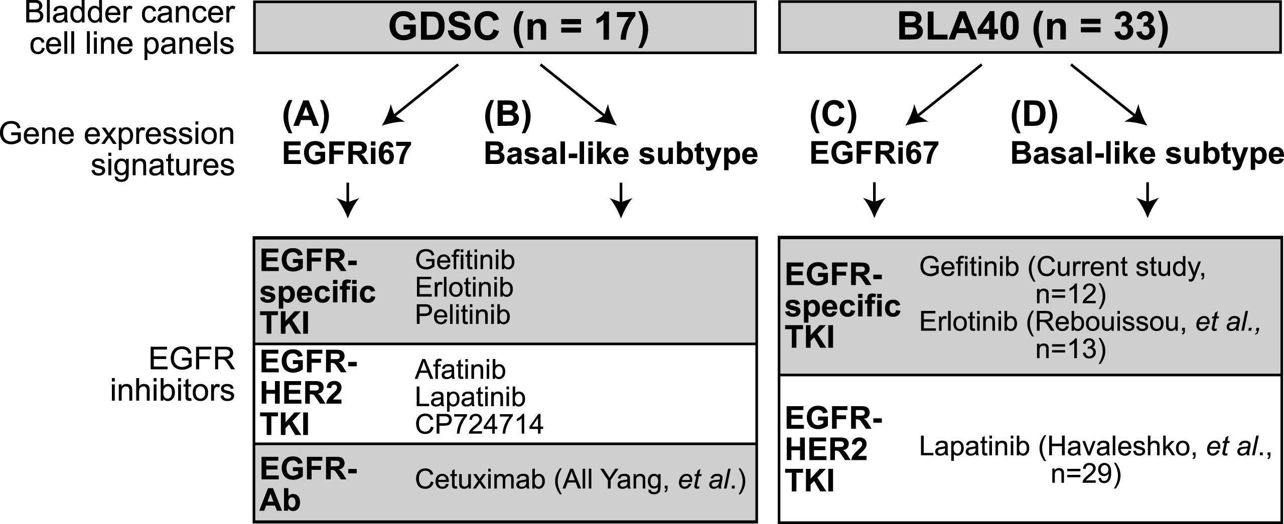 Experimental outline of the study. Two bladder cancer cell line panels were classified using gene expression signatures. The EGFRi67 was applied to the (A) GDSC and the (C) BLA40 to predict EGFR sensitivity. Two subtype gene expression signatures were used to identify basal-like bladder cancer cell lines in the (B) GDSC and (D) BLA40. Each classification was then compared to the responses of the listed EGFR inhibitors.