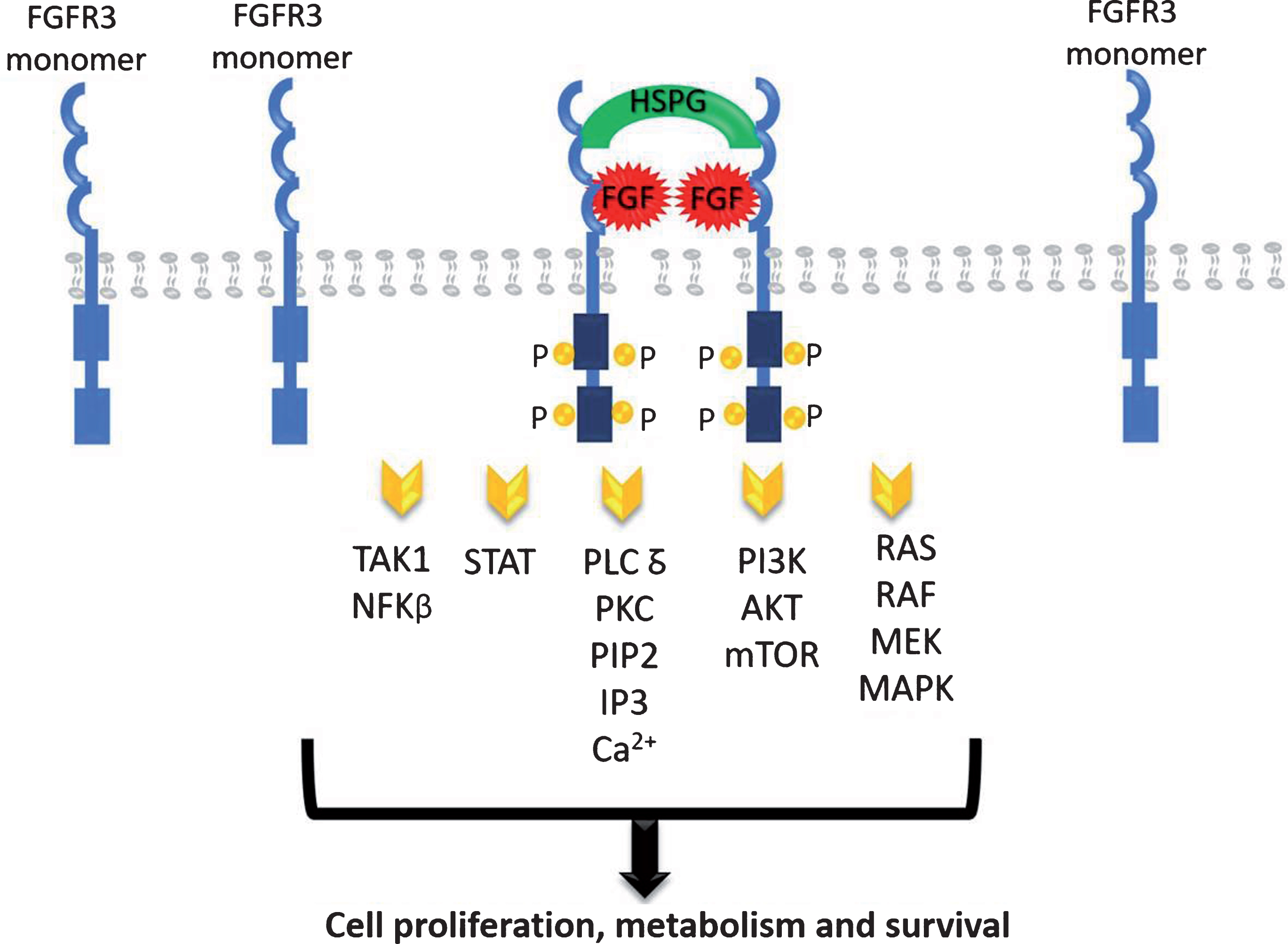 FGFR signaling pathways.