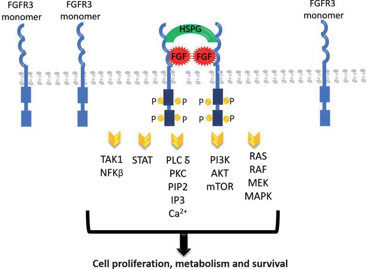FGFR signaling pathways.