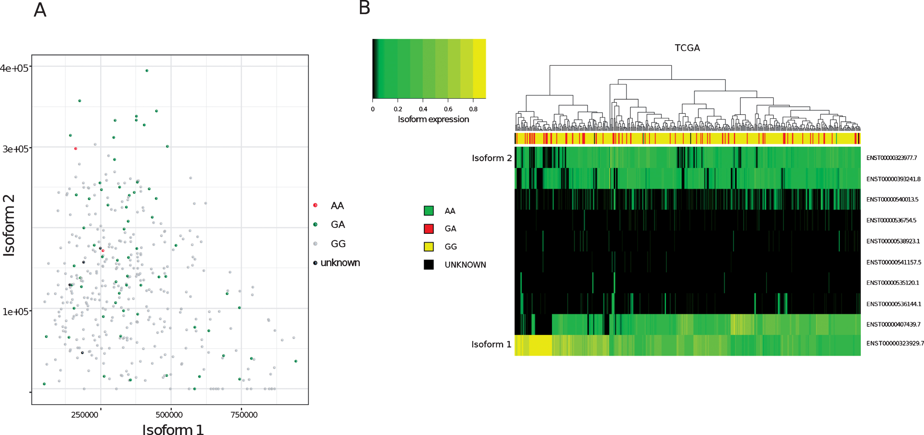 Analysis of MRE11 isoforms in TCGA bladder cancer tumours (A)Expression values (Transcript per million, TPM, computed on reads mapping to MRE11 only) of isoform 1 (x-axis) compared to isoform 2 (y-axis) in TCGA bladder cancer samples. Node colours indicate variant calling for rs1805363.(B)Clustering of MRE11 isoforms. Colour intensity refers to percentage of isoform usage.
