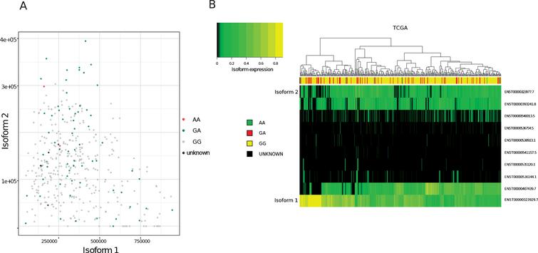 Analysis of MRE11 isoforms in TCGA bladder cancer tumours (A)Expression values (Transcript per million, TPM, computed on reads mapping to MRE11 only) of isoform 1 (x-axis) compared to isoform 2 (y-axis) in TCGA bladder cancer samples. Node colours indicate variant calling for rs1805363.(B)Clustering of MRE11 isoforms. Colour intensity refers to percentage of isoform usage.