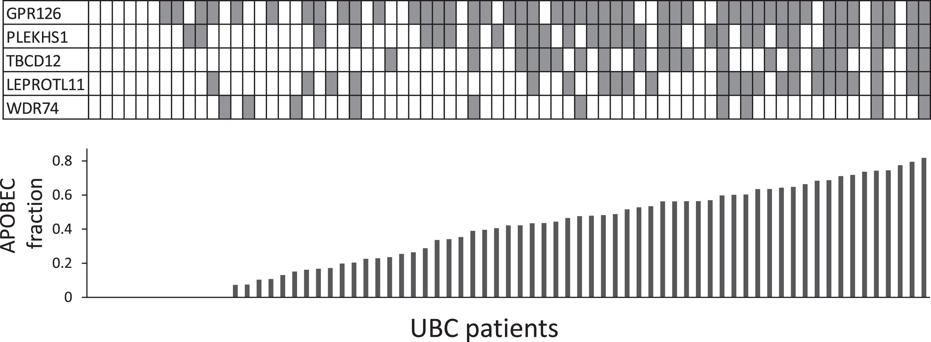 Co-occurrence of recurrent non-coding mutations and APOBEC signature. Each column in the table represents a UBC case; shaded boxes indicate mutations. The histogram shows the fraction of the mutational burden attributable to ABOBEC activity (COSMIC signatures 2+13) from exome data for each UBC.