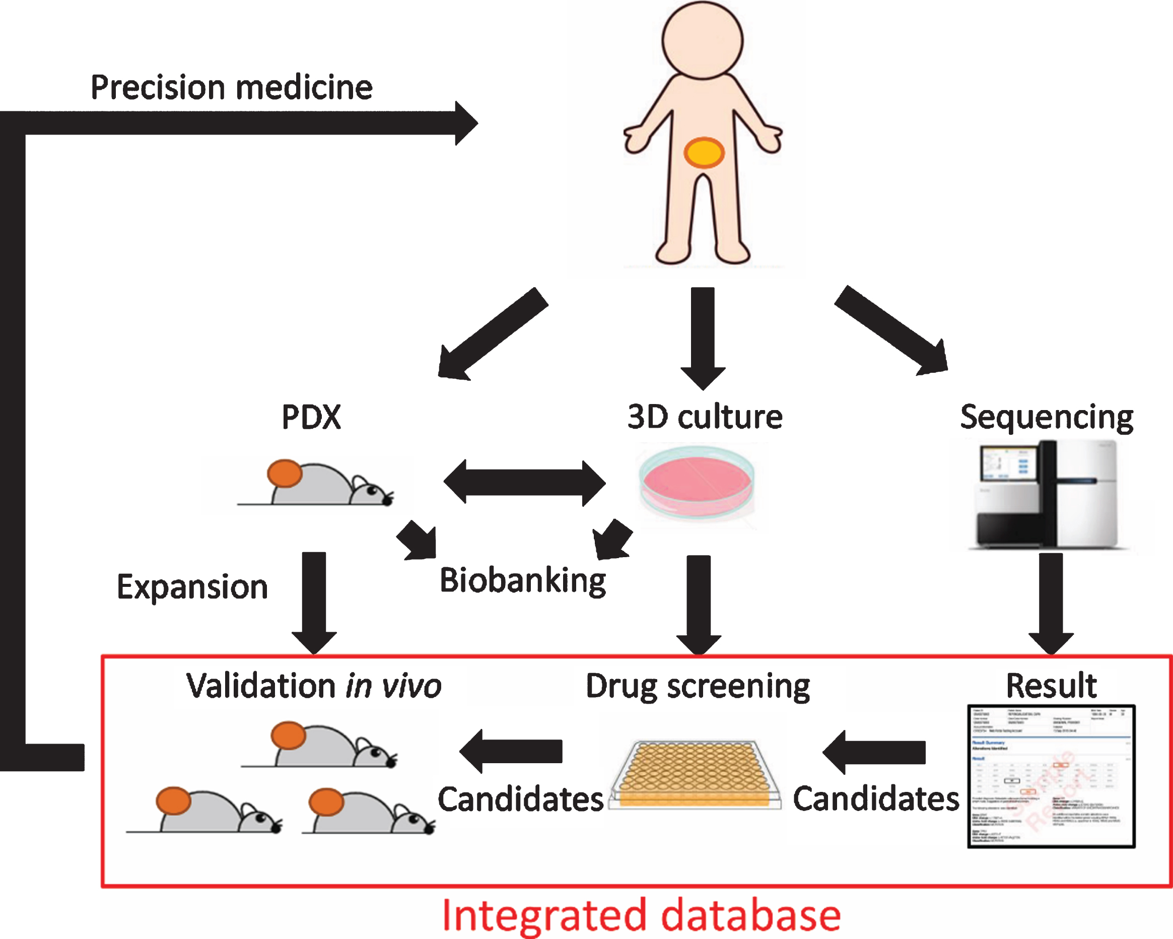Schematic representation of combined operation of PDX and 3D culture for precision medicine.