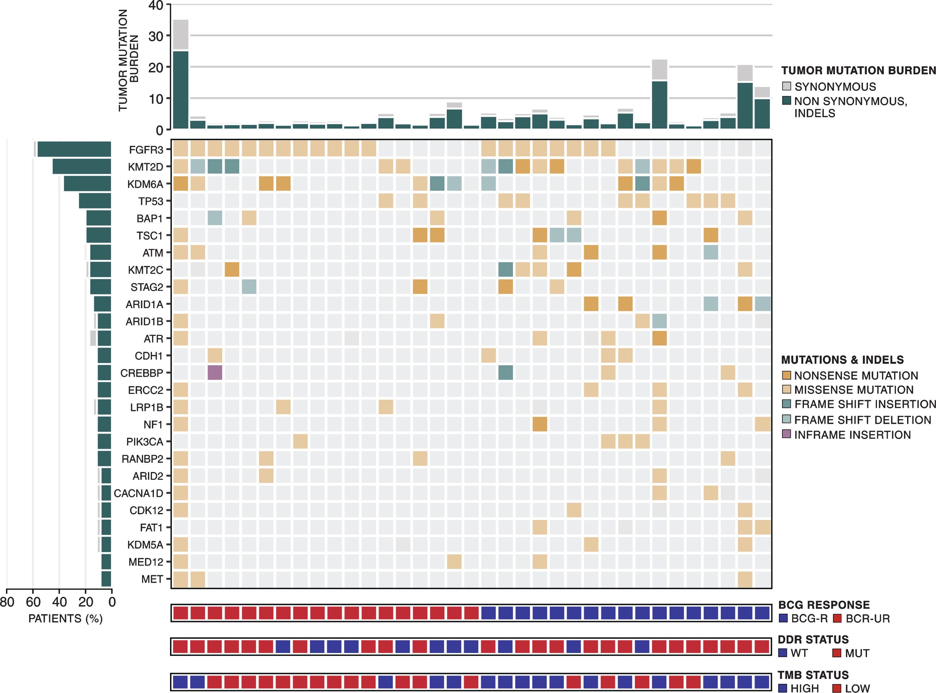 Mutational landscape of high-grade NMIBC. Top to the bottom: tumor mutation burden; somatic mutation pattern of frequently mutated genes (>8%) in 35 NMIBC samples; patient classification according to BCG benefit - responsive (BCG-R - blue) and unresponsive (BCG-UR - red); patient classification according to DDR status –wild-type (blue) and mutated (red); patient classification according to TMB status –high (blue) and low (red).