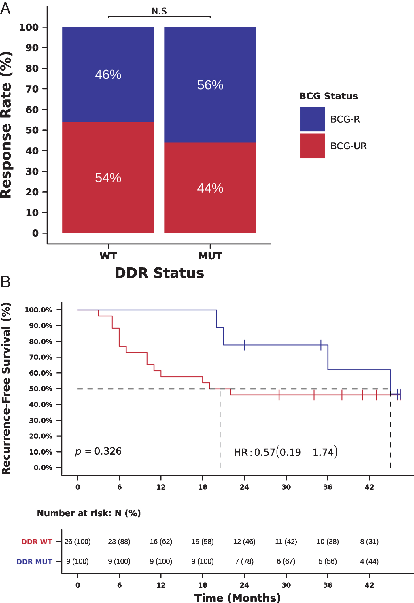 Mutations in DDR genes (34 gene list) and benefit from BCG immunotherapy. (A) BCG response rate in patients harboring tumors with deleterious mutations in DDR genes (DDR-MUT) compared to tumors with wild-type DDR genes (DDR-WT). (RR DDR-MUT=56% vs. DDR-WT=46%, OR = 1.58, 95%, CI: 0.32-6.70, Chi-Square p = 0.711) (B) Kaplan-Meier curve for recurrence-free survival after BCG immunotherapy for patients harboring tumors with deleterious mutations in DDR genes (DDR-MUT) compared to tumors with wild-type DDR genes (DDR-WT). (RFS DDR-MUT=36.0 vs. DDR-WT=20.0 months, HR = 0.57, 95% CI: 0.19-1.74, Log-rank p = 0.326).