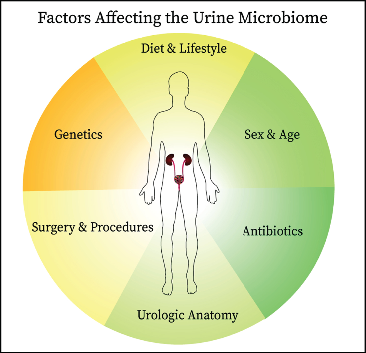 Since the establishment of the presence of commensal microbes in the urinary of healthy individuals, links have been identified between the urine microbiome and bladder cancer oncogenesis and therapeutic responsiveness. The interplay between the urine microbiome and host is complex and affected by other factors including antibiotic use, anatomical structures, surgical manipulation, diet, genetics, and age all are likely to influence the composition of urine microbiome. These factors should be considered when designing studies on the urine microbiome.