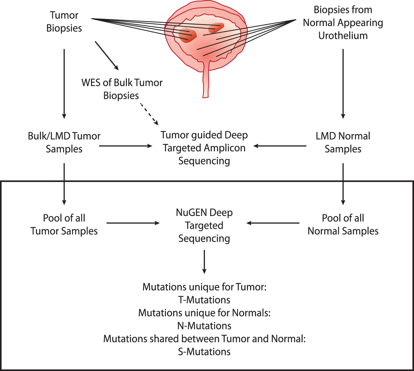 Study design. Upper part: analyses performed previously. WES was performed on bulk tumor samples. Multiple tumor and normal biopsies were laser microdissected (LMD) and subjected to deep-targeted amplicon sequencing guided by the bulk tumor WES. Lower part: present study (black box). Tumor and normal DNA samples were pooled and subjected to deep-targeted amplicon sequencing. Mutation calls were analyzed and grouped into T-Mutations, N-Mutations, and S-Mutations.