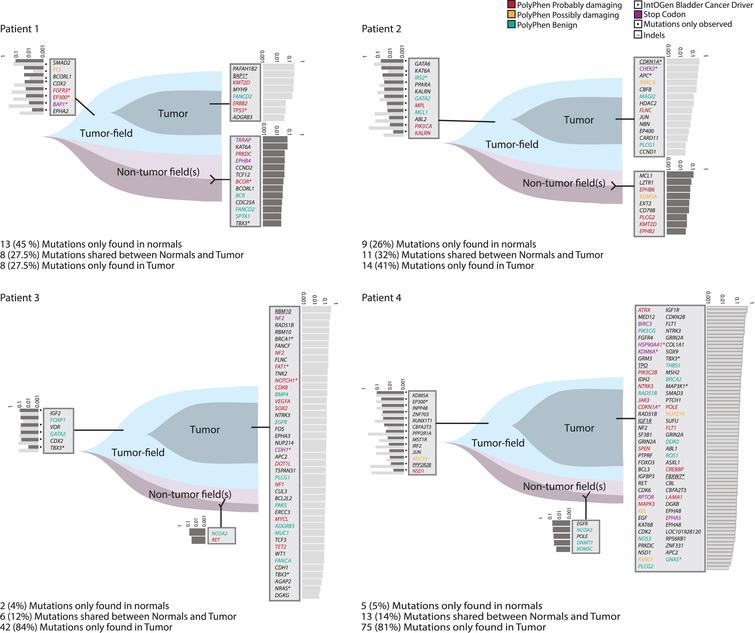 Analysis of field cancerization. Analysis of patients 1– 4. Field cancerization visualized using T-Mutations, N-Mutations, and S-Mutations. Gene names and variant allele fractions (VAF) are displayed. Every gene name corresponds to one point mutation or indel (indels are underlined). VAFs are illustrated as light grey bars (VAF measured in tumor) and dark grey (VAF measured in normal). Assignable mutations have been attributed to a PolyPhen category marked in red, yellow or green according to category. One mutation in GATA2 was shared between patients 2 and 3, and 37 genes were mutated twice or more across samples.