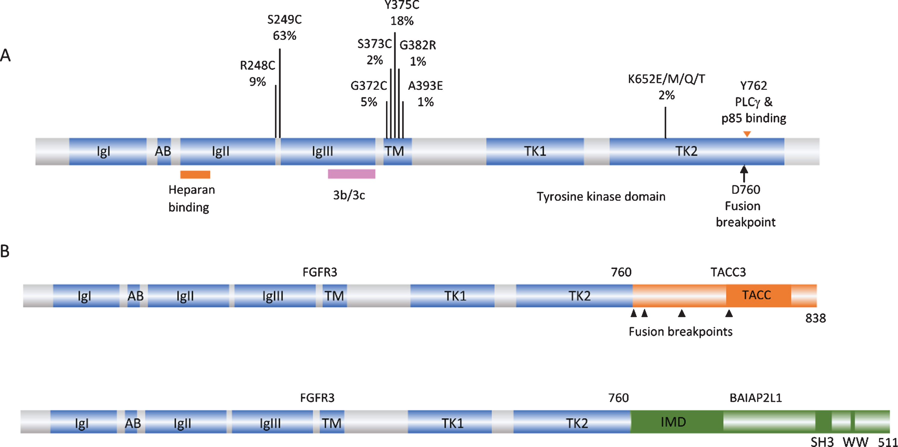 FGFR3 point mutations and translocations in bladder cancer. A. Structure of FGFR3 isoform 3b protein showing position of point mutations. Mutation data taken from tumors of all grades and stages (COSMIC, June 2020). IgI, IgII, IgIII: immunoglobulin-like domains. AB: acid box. TK1 and TK2: split tyrosine kinase domain. 3b/3c: region of exons 8 and 9 where alternative splicing generates isoforms 3b and 3c. B. Examples of FGFR3 fusion proteins identified in bladder tumors. TACC: transforming acid coiled-coil. IMD: IRDp53/MIM homology. SH3: src homology.