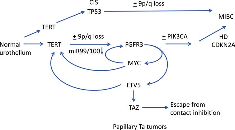 Hypothetical pathways of pathogenesis of non-invasive and invasive bladder cancer. Straight arrows show potential timing of selected events during development of NMIBC and MIBC based on data from dysplasia, CIS and urothelial hyperplasia and subtype analysis of NMIBC and MIBC. FGFR3, PIK3CA: activating point mutation. TERT: promoter point mutation. TP53: inactivating mutation. HD: homozygous deletion. Curved arrows indicate interrelated regulation of expression of FGFR3, TERT, MYC, ETV5 and TAZ.