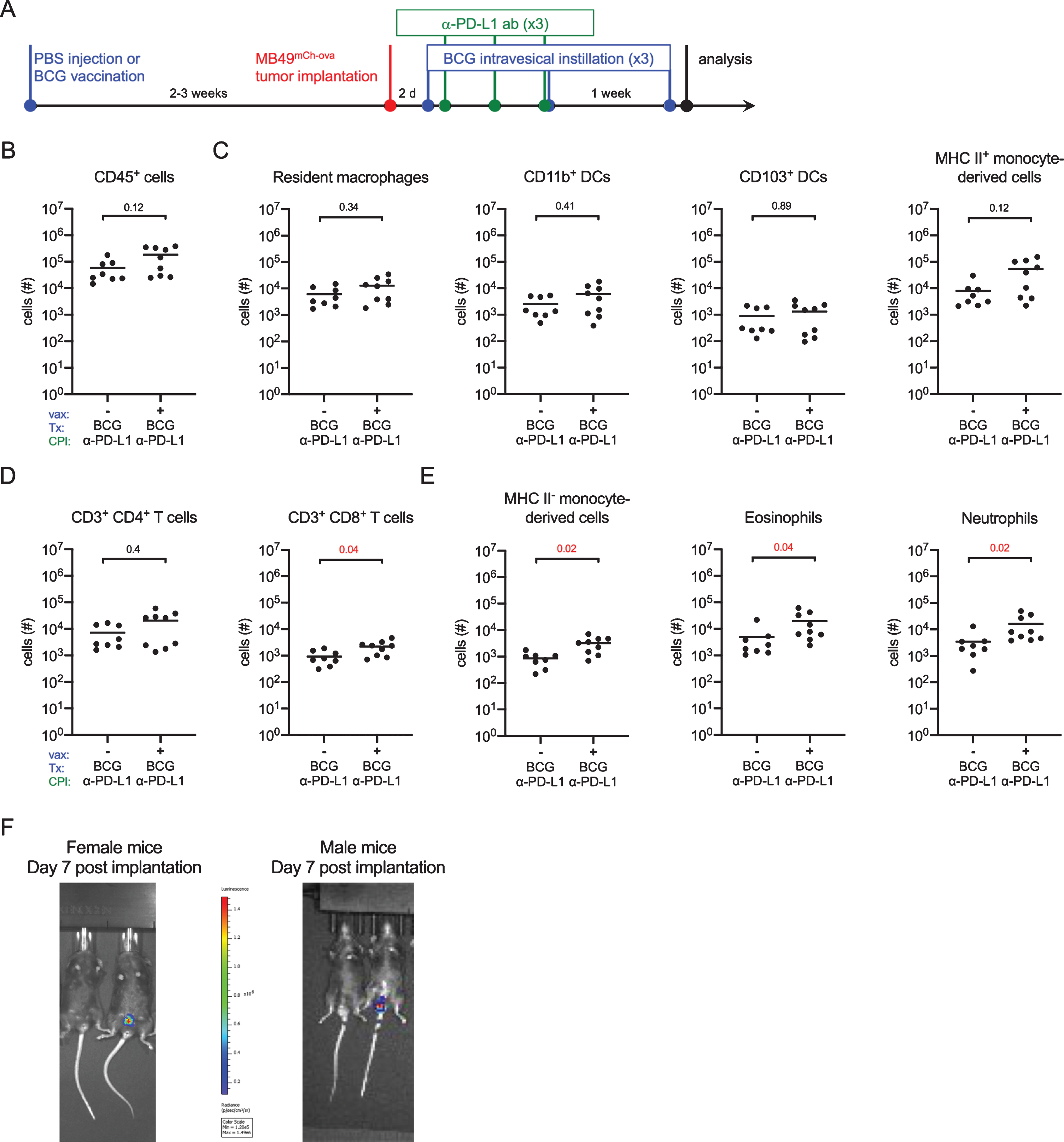 BCG vaccination combined with checkpoint immunotherapy increases innate immune cell, and CD8+ T cell infiltration. (A) Schematic of experiment depicted in B-E. Six week old female C57BL/6 mice were vaccinated with PBS or 3×106 CFU of BCG Connaught and instilled with 2×105 MB49mCh - ova cells 2–3 weeks later. All mice received 5×106 CFU of BCG Connaught intravesically two days post-tumor instillation and then once a week for a total of 3 instillations. On day 3, 6, and 9 post tumor instillation, all the mice received α-PD-L1 immunotherapy (indicated as CPI in the X-axes) by intraperitoneal injection. 24 hours after the last BCG instillation. Bladder immune cell populations were analyzed by flow cytometry. (B-E) Graphs depict total specified immune cell populations. (F) Representative image of in vivo tumor detection in female and male mice 7 days post-tumor implantation. In B-E, data are pooled from 2 experiments, n = 4–5 mice per experiment, animals without tumors by day 7 were excluded from analysis. Each dot represents 1 mouse, lines are medians. Significance was determined using the nonparametric Mann-Whitney test to compare vaccinated to unvaccinated mice for each immune population shown, and the p-values were corrected for multiple testing using the FDR method. All calculated/corrected p-values are shown and those meeting the criteria for statistical significance (p < 0.05) are in red.