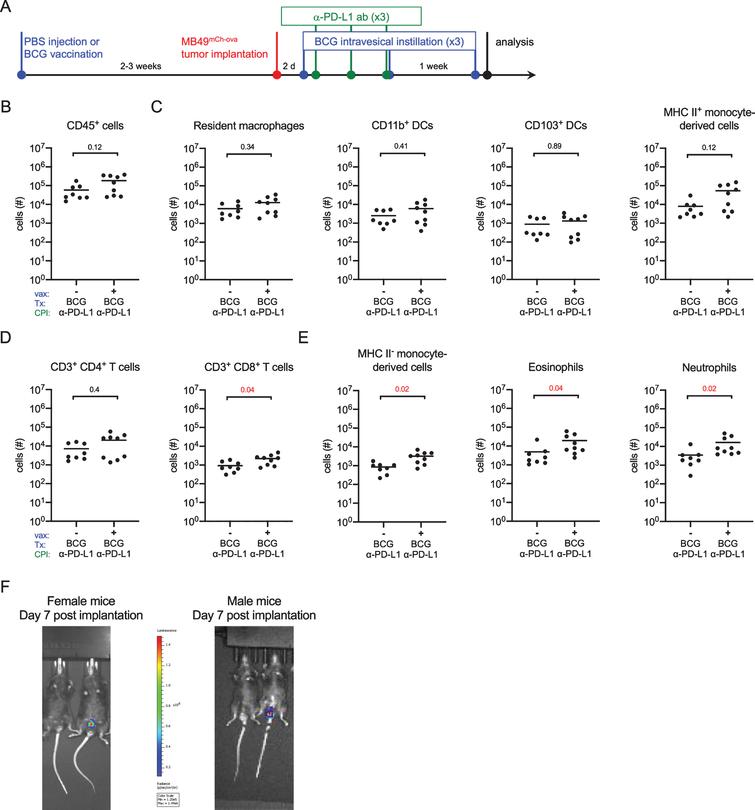 BCG vaccination combined with checkpoint immunotherapy increases innate immune cell, and CD8+ T cell infiltration. (A) Schematic of experiment depicted in B-E. Six week old female C57BL/6 mice were vaccinated with PBS or 3×106 CFU of BCG Connaught and instilled with 2×105 MB49mCh - ova cells 2–3 weeks later. All mice received 5×106 CFU of BCG Connaught intravesically two days post-tumor instillation and then once a week for a total of 3 instillations. On day 3, 6, and 9 post tumor instillation, all the mice received α-PD-L1 immunotherapy (indicated as CPI in the X-axes) by intraperitoneal injection. 24 hours after the last BCG instillation. Bladder immune cell populations were analyzed by flow cytometry. (B-E) Graphs depict total specified immune cell populations. (F) Representative image of in vivo tumor detection in female and male mice 7 days post-tumor implantation. In B-E, data are pooled from 2 experiments, n = 4–5 mice per experiment, animals without tumors by day 7 were excluded from analysis. Each dot represents 1 mouse, lines are medians. Significance was determined using the nonparametric Mann-Whitney test to compare vaccinated to unvaccinated mice for each immune population shown, and the p-values were corrected for multiple testing using the FDR method. All calculated/corrected p-values are shown and those meeting the criteria for statistical significance (p < 0.05) are in red.
