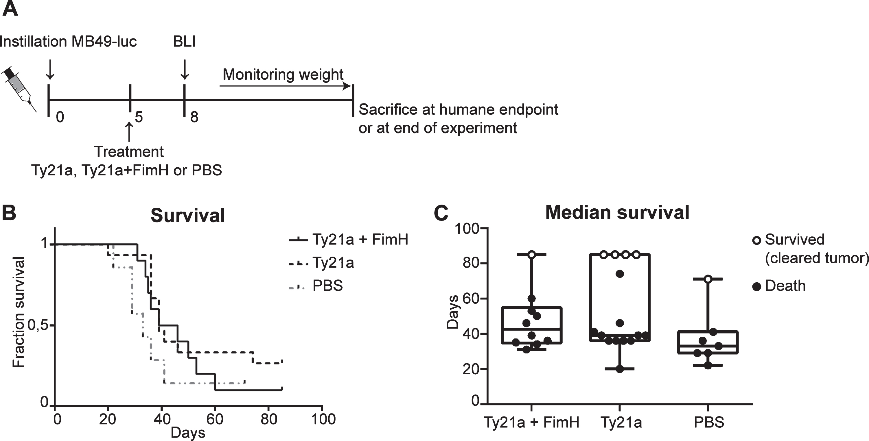 Survival experiment bladder cancer mouse model with Ty21a and FimH treatment. (A) Schematic overview of experimental set-up. Mice received 3*103 MB49-luc cells at day 0 and were treated at day 5. Mice that developed tumors at day 8 according to BLI Ty21a+FimH (n = 10), Ty21a (n = 15) and PBS (n = 7) were included for survival analysis. (B) Kaplan-Meier curve showing survival of mice treated with Ty21a+FimH, Ty21A and PBS. (C) Median survival of different treatment groups. Mice which died and showed a bladder tumor upon macroscopic analysis are presented as filled circles. Mice which showed no sign of a bladder tumor upon macroscopic analysis are considered ‘cured’. These are presented as open circles.