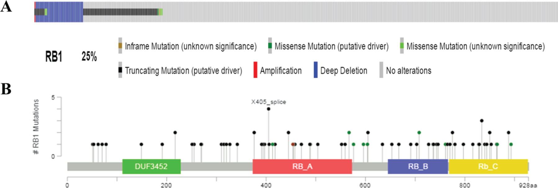 Mutation frequency and types of RB1 in bladder cancer from the cancer Genome Atlas (TCGA) database. A. Mutation frequency of RB1 in bladder cancer. B. Mutation types of RB1 in bladder cancer.