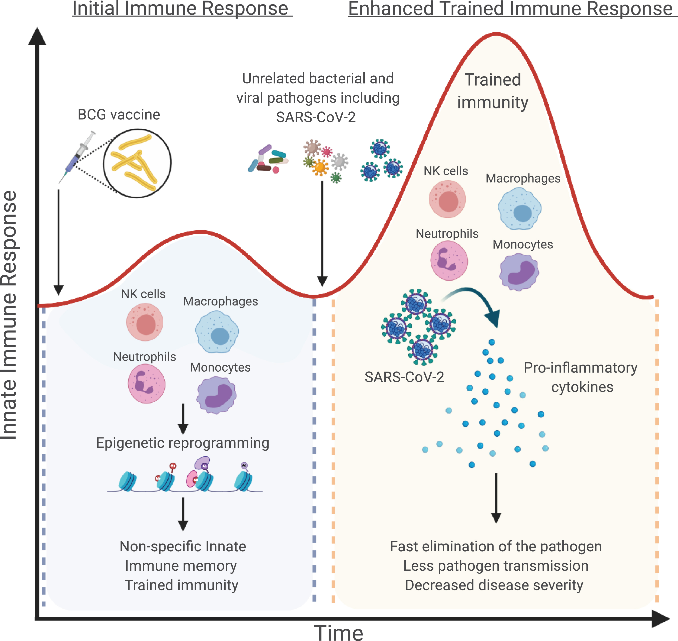 How BCG-induced trained immunity could prevent SARS-CoV-2 infections. Bacillus Calmette-Guérin (BCG) vaccination or other microbial components can induce a heterologous immunological memory, a process defined as “trained immunity”, which results in heightened innate immune responses upon exposure to secondary infections. BCG vaccination will initially stimulate innate immune cells, such as monocytes, macrophages, NK cells and neutrophils, and induce long-term metabolic and epigenetic reprograming resulting in increased responsiveness upon secondary stimulation with either the same or a different microbial ligand. In the context of COVID-19 pandemic, boosting innate immune cells by BCG vaccination and induction of trained immunity might provide nonspecific cross-protection against SARS-CoV-2 infection. Figure created with BioRender.com.
