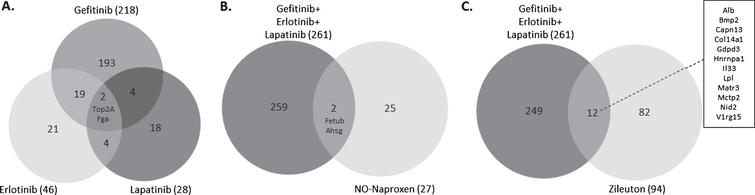 Overlap of enriched genes among treatment groups. (A) Overlap among the genes enriched by treatment with the three EGFR inhibitors gefitinib, erlotinib, and lapatinib. (B) Overlap between the genes enriched by EGFR inhibitor treatment and those enriched by treatment with the NSAID NO-naproxen. (C) Overlap between the genes enriched by EGFR inhibitor treatment and those enriched by treatment with the LOX inhibitor zileuton. Criteria for the specific genes included are presented in Materials and Methods.