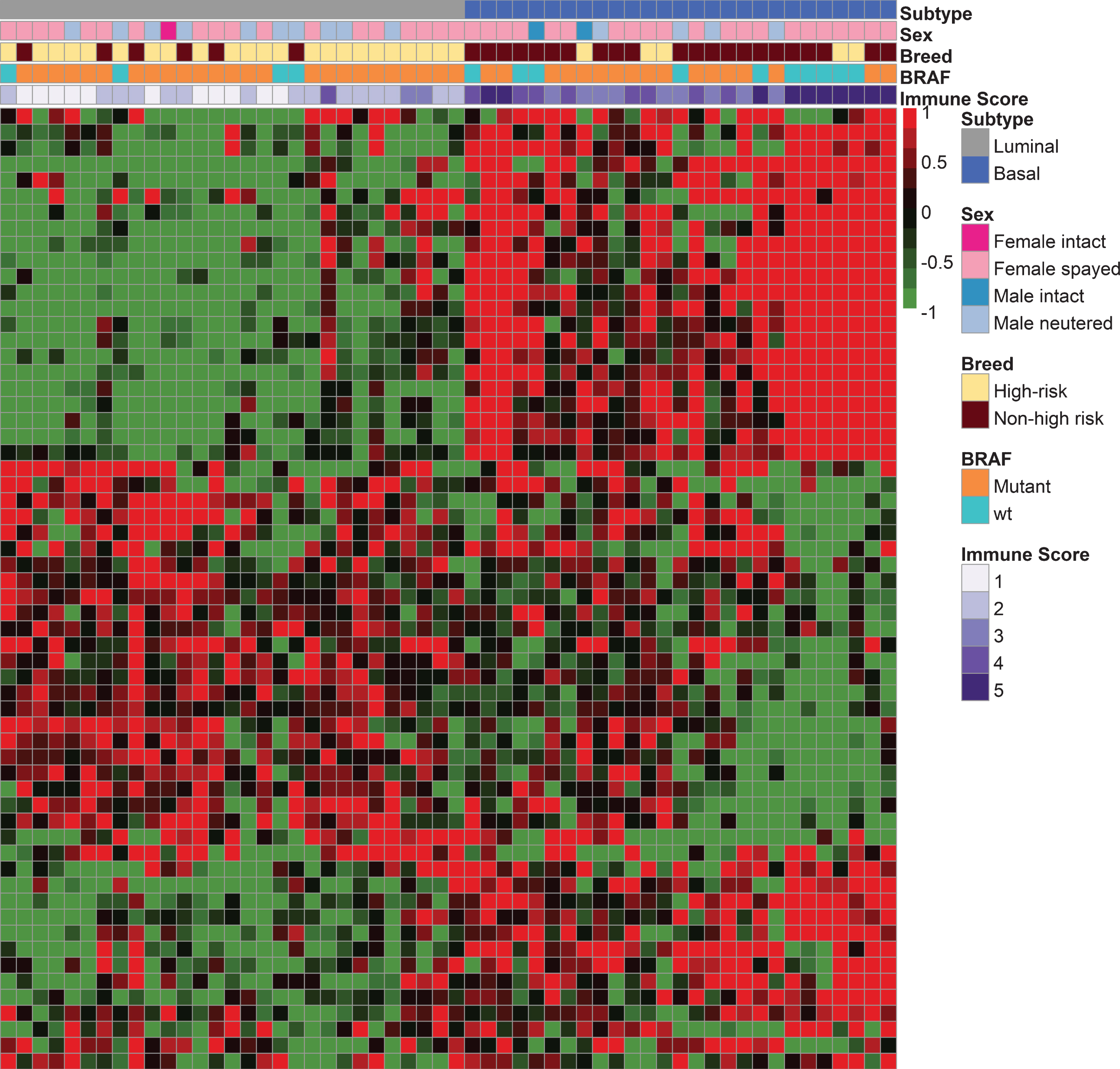 Canine InvUC RNA-seq analyses demonstrating the presence of luminal (n = 29 cases) and basal (n = 27 cases) subtypes. A previously published 60-gene class prediction model was used for subtype assignment [21] of canine InvUC samples (n = 56) with comparison to canine normal bladder mucosa samples from dogs with no evidence of bladder disease (n = 4). In the heatmap, each column represents data from one sample, and each row represents a specific gene. The genes are listed in Supplementary Table S1 in the same order as they appear in the heatmap. Information regarding subtype, sex, breed, BRAF status (mutated or not), and immune score is provided in the color bars above the heatmap. Note the segregation of tumor samples into two main groups identified as luminal and basal, with multiple subgroups within each subtype. Dogs in breeds with high genetic risk for InvUC were more likely to have luminal tumors, and dogs in other breeds to have basal tumors (OR 0.06 for basal tumors in high-risk breeds, 95%CI 0.01 –0.37, P = 0.002). Basal tumors were strongly associated with immune infiltration (OR 52.22, 95%CI 4.68–582.38, P = 0.001) as indicated by purple bars, with darker shades indicating higher T-cell infiltration. There was an association between the BRAFV595E mutation and the luminal subtype, and between wild type BRAF and the basal subtype (OR 0.27 for basal tumors having BRAFV595E, 95%CI 0.07 –1.01, P = 0.0424).