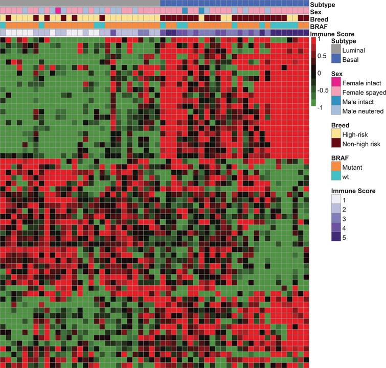 Canine InvUC RNA-seq analyses demonstrating the presence of luminal (n = 29 cases) and basal (n = 27 cases) subtypes. A previously published 60-gene class prediction model was used for subtype assignment [21] of canine InvUC samples (n = 56) with comparison to canine normal bladder mucosa samples from dogs with no evidence of bladder disease (n = 4). In the heatmap, each column represents data from one sample, and each row represents a specific gene. The genes are listed in Supplementary Table S1 in the same order as they appear in the heatmap. Information regarding subtype, sex, breed, BRAF status (mutated or not), and immune score is provided in the color bars above the heatmap. Note the segregation of tumor samples into two main groups identified as luminal and basal, with multiple subgroups within each subtype. Dogs in breeds with high genetic risk for InvUC were more likely to have luminal tumors, and dogs in other breeds to have basal tumors (OR 0.06 for basal tumors in high-risk breeds, 95%CI 0.01 –0.37, P = 0.002). Basal tumors were strongly associated with immune infiltration (OR 52.22, 95%CI 4.68–582.38, P = 0.001) as indicated by purple bars, with darker shades indicating higher T-cell infiltration. There was an association between the BRAFV595E mutation and the luminal subtype, and between wild type BRAF and the basal subtype (OR 0.27 for basal tumors having BRAFV595E, 95%CI 0.07 –1.01, P = 0.0424).