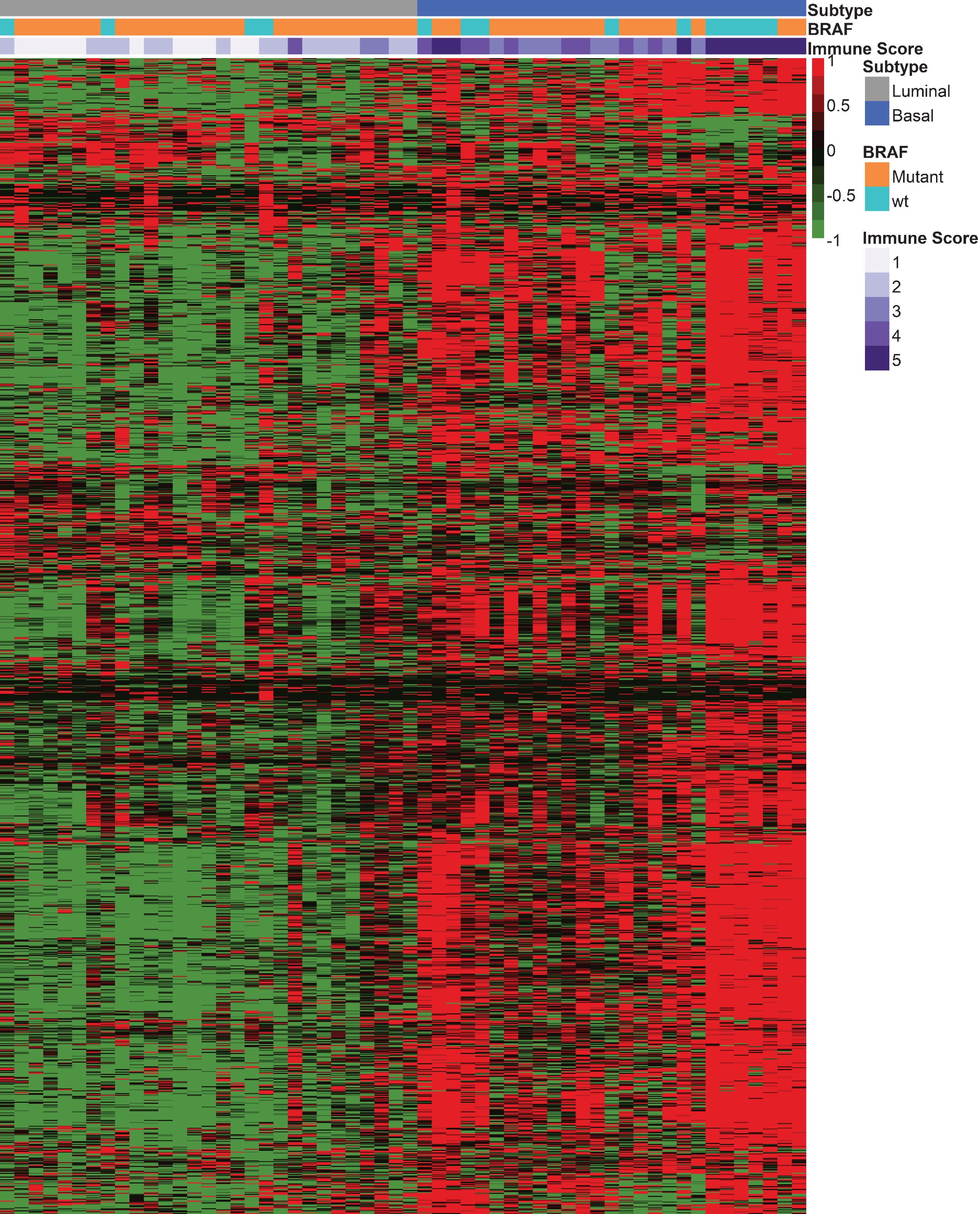 Canine InvUC RNA-seq analyses. In the heatmap, the luminal and basal subtype samples (gray and blue column headings, respectively) were defined by class prediction model [21]. The data were interrogated for genes that classify human InvUC as T-cell-inflamed (n = 1797) [31]. Note that the expression of genes related to immune infiltration (red color in the heatmap) predominate in the basal subtype tumors (OR 52.22, 95%CI 4.68–582.38, P = 0.001). The genes in the heatmap are listed in Supplementary Table S3 in the same order as they appear in the figure.