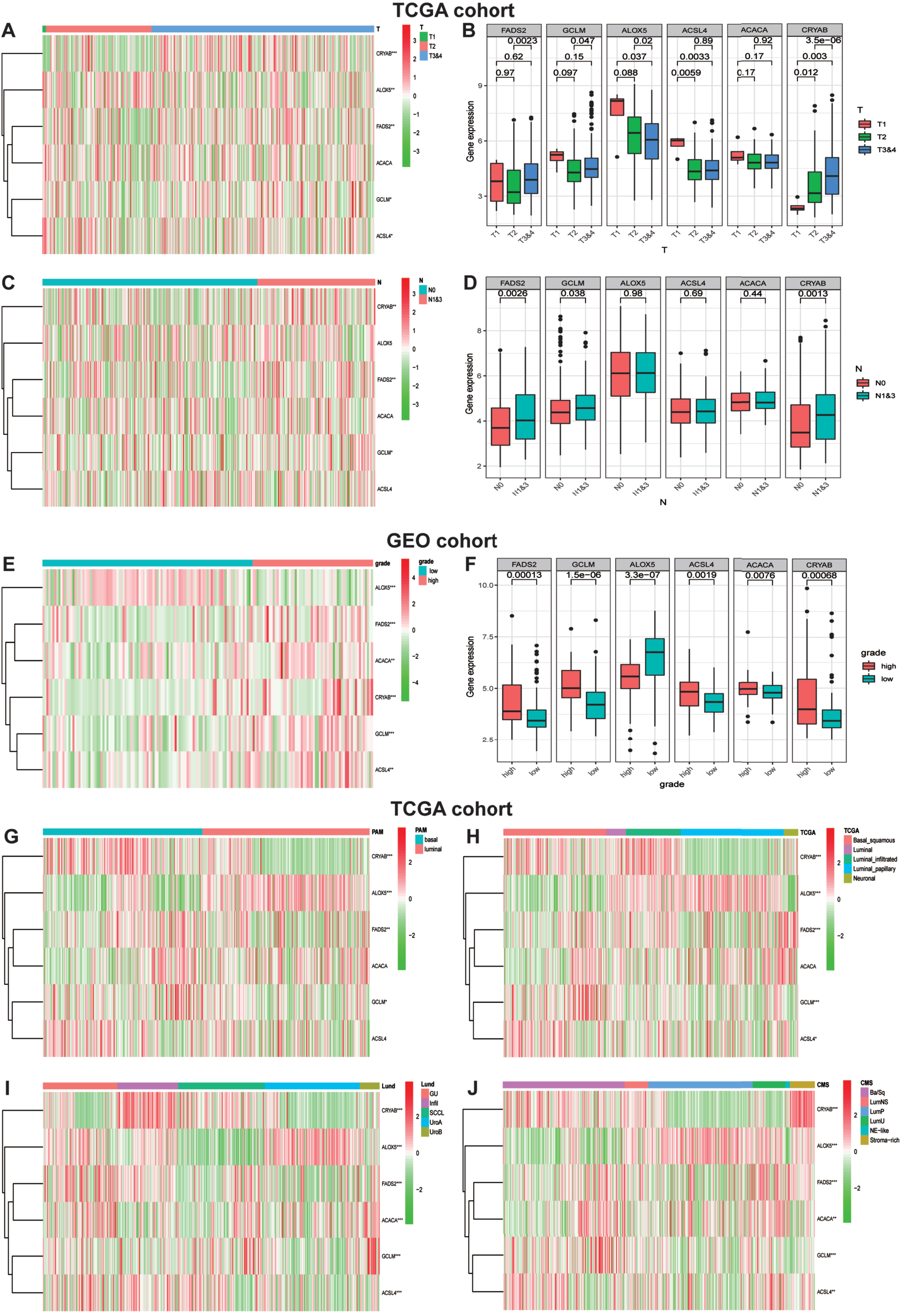 Ferroptosis-realted gene expression is correlated with clinicopathological features and molecular subclassifications of BLCA. (A)Heatmap showing six ferroptosis gene expression profiles in different T-stage from TCGA cohort. (B) The expression level of six FRGs in BLCA with different T-stage. (C) Heatmap showing six ferroptosis gene expression profiles in different N-stage from TCGA cohort. (D)The expression level of six FRGs in BLCA with different N-stage. (E) Heatmap showing six ferroptosis gene expression profiles in different WHO grade from GEO cohort. (F) The expression level of six FRGs in BLCA with different WHO grade. (G-J) Heatmap showing six ferroptosis gene expression profiles in different molecular subclassifications in TCGA cohort. *P < 0.05,**P < 0.01,and ***P < 0.001