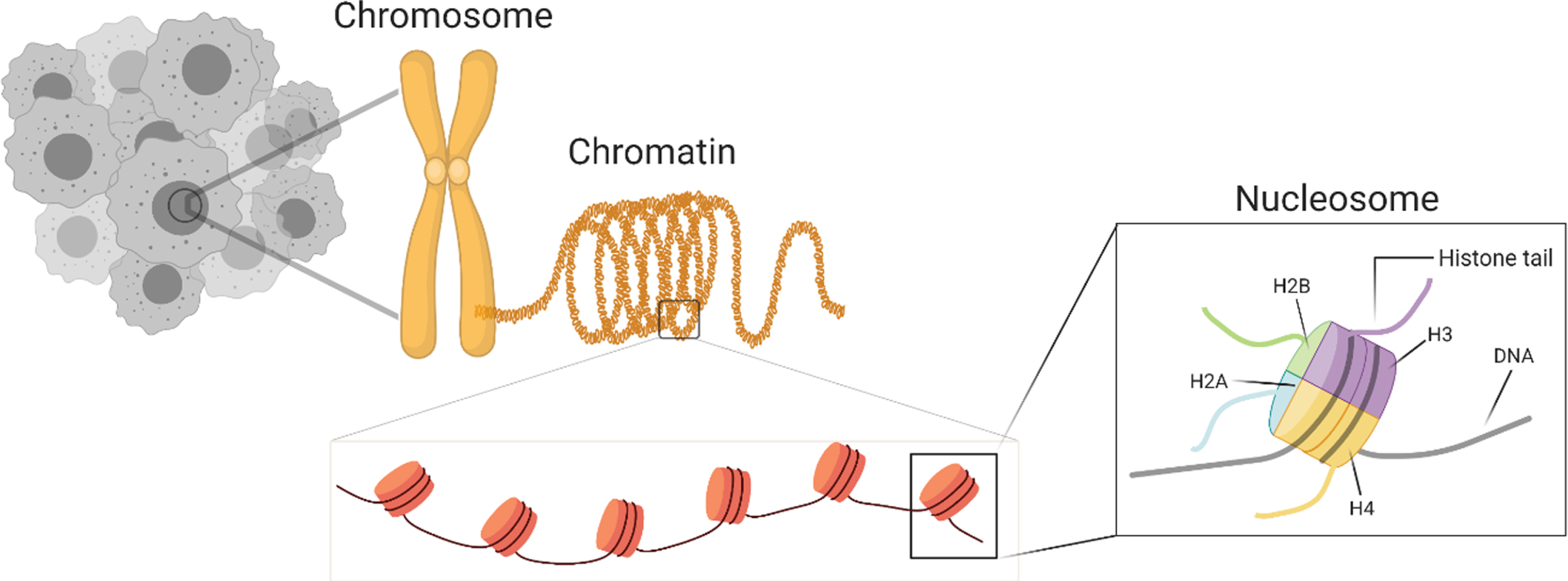 Overview of chromatin organization in a nucleus.
