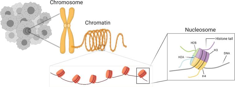 Overview of chromatin organization in a nucleus.