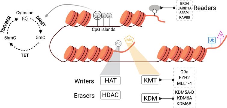 Overview of chromatin regulatory processes and the enzymes that regulate these in mammalian cells.