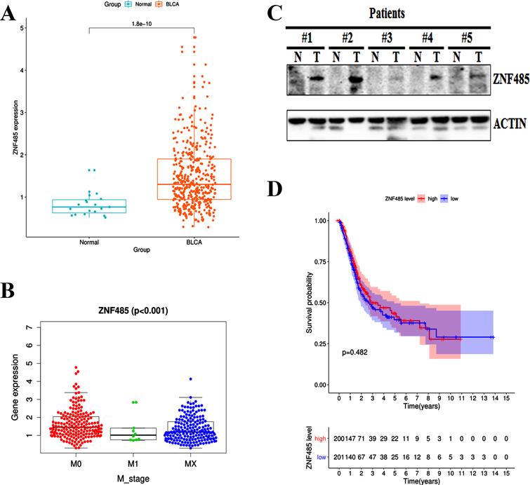 Bioinformatics analysis showed that the expression level of the ZNF485 gene in bladder cancer (BLCA) was significantly higher than that in adjacent tissues. (A) Relative expression levels calculated from the ZNF485 FPKM data in 414 paired BLCA samples and 19 paired normal control group. ***, p value < 0.001. (B) The relationship between ZNF485 and clinicopathological parameters in patients with BLCA. The expression of ZNF485 was significantly different in the grade (B) and M_stage (C) groups. (C) Western blotting assay of ZNF485 expression in five paired BLCA tumor samples (T) and adjacent normal tissues (N). (D) There was no correlation between ZNF485 and the survival of BLCA patients.