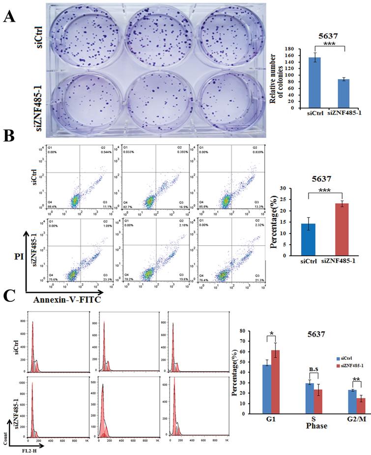Downregulation of ZNF485 inhibits cell colony formation, promotes apoptosis and increases the number of cells in G1 phase. (A) Colony formation assays showed that ZNF485 knockdown inhibited cell proliferation in 5637 cells versus the negative control (siCtrl). ***, p value < 0.001. (B) ZNF485 knockdown induced apoptosis, as shown by annexin V-FITC staining assays in 5637 cells versus the negative control (siCtrl). ***, p value < 0.001. (C) Cycle analysis conducted by flow cytometry indicated G1 phase arrest in 5637 cells transfected with ZNF485 knockdown versus the negative control (siCtrl). *, p value < 0.05.