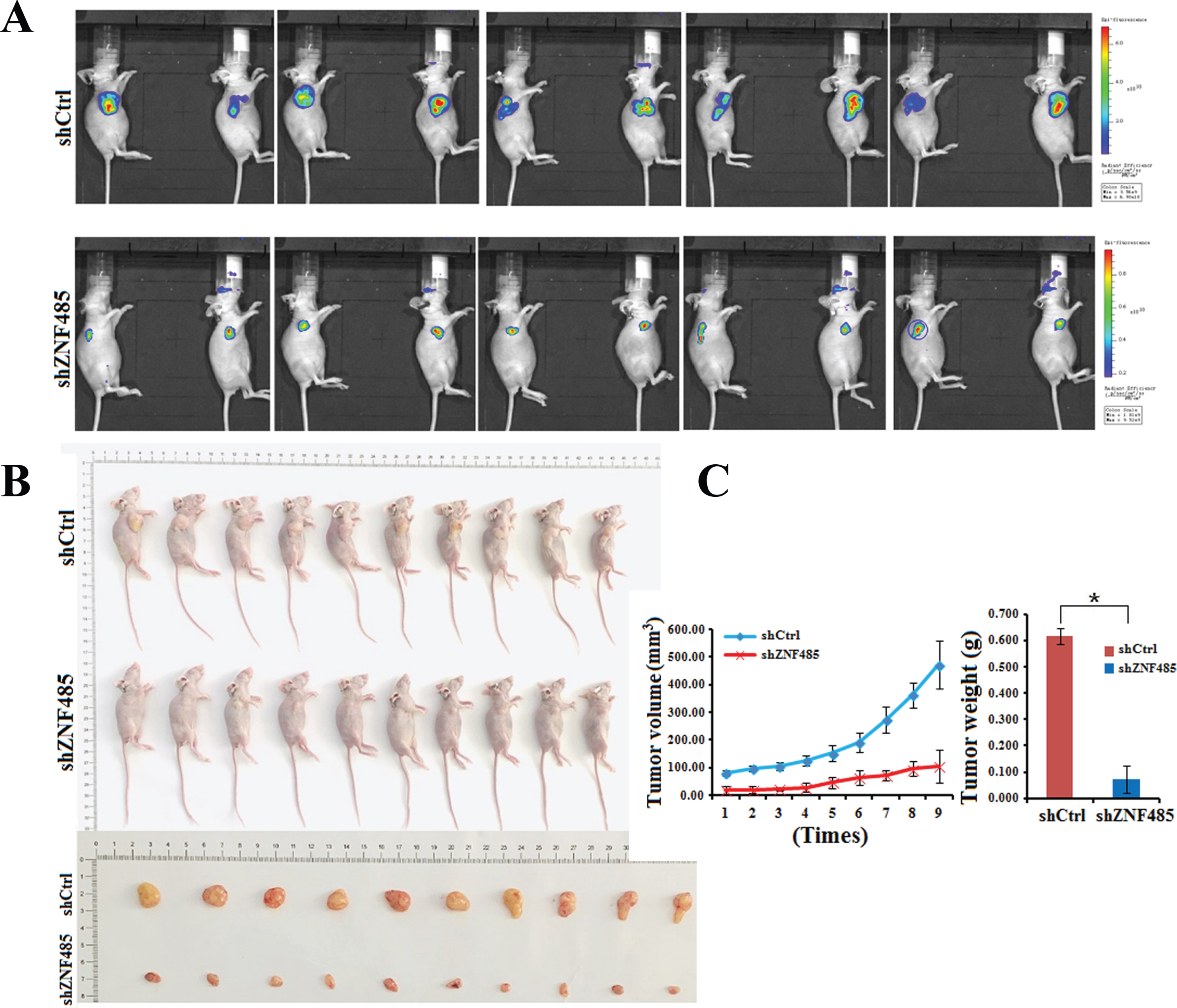 ZNF485 knockdown inhibits BLCA cell migration and tumor formation in nude mice. (A) In vivo imaging experiments of the shZNF485 group and control group showed tumor fluorescence intensity in nude mice. (B and C) The effect of ZNF485 on tumor formation, tumor weight and tumor volume change in a nude mouse T24-derived xenograft model. Representative images of tumors from ZNF485-knockdown versus the negative control (siCtrl) (n = 10 for each group).