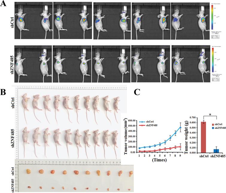 ZNF485 knockdown inhibits BLCA cell migration and tumor formation in nude mice. (A) In vivo imaging experiments of the shZNF485 group and control group showed tumor fluorescence intensity in nude mice. (B and C) The effect of ZNF485 on tumor formation, tumor weight and tumor volume change in a nude mouse T24-derived xenograft model. Representative images of tumors from ZNF485-knockdown versus the negative control (siCtrl) (n = 10 for each group).