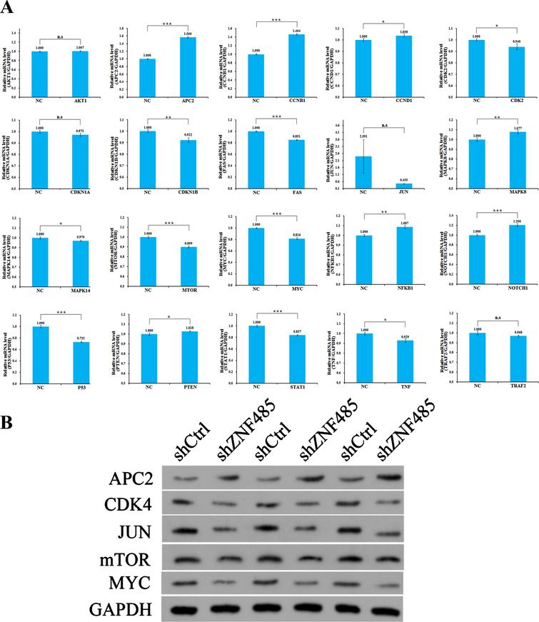 Mechanism analysis of ZNF485. (A) qRT-PCR experiments were used to detect the expression levels of 20 related genes in the candidate pathway. (B) Western blotting verified that qPCR detected the expression levels of five genes with great differences.